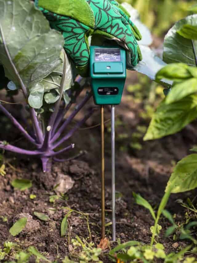 Best soil pH for peppers (+ how to test your soil) The Spicy Exchange