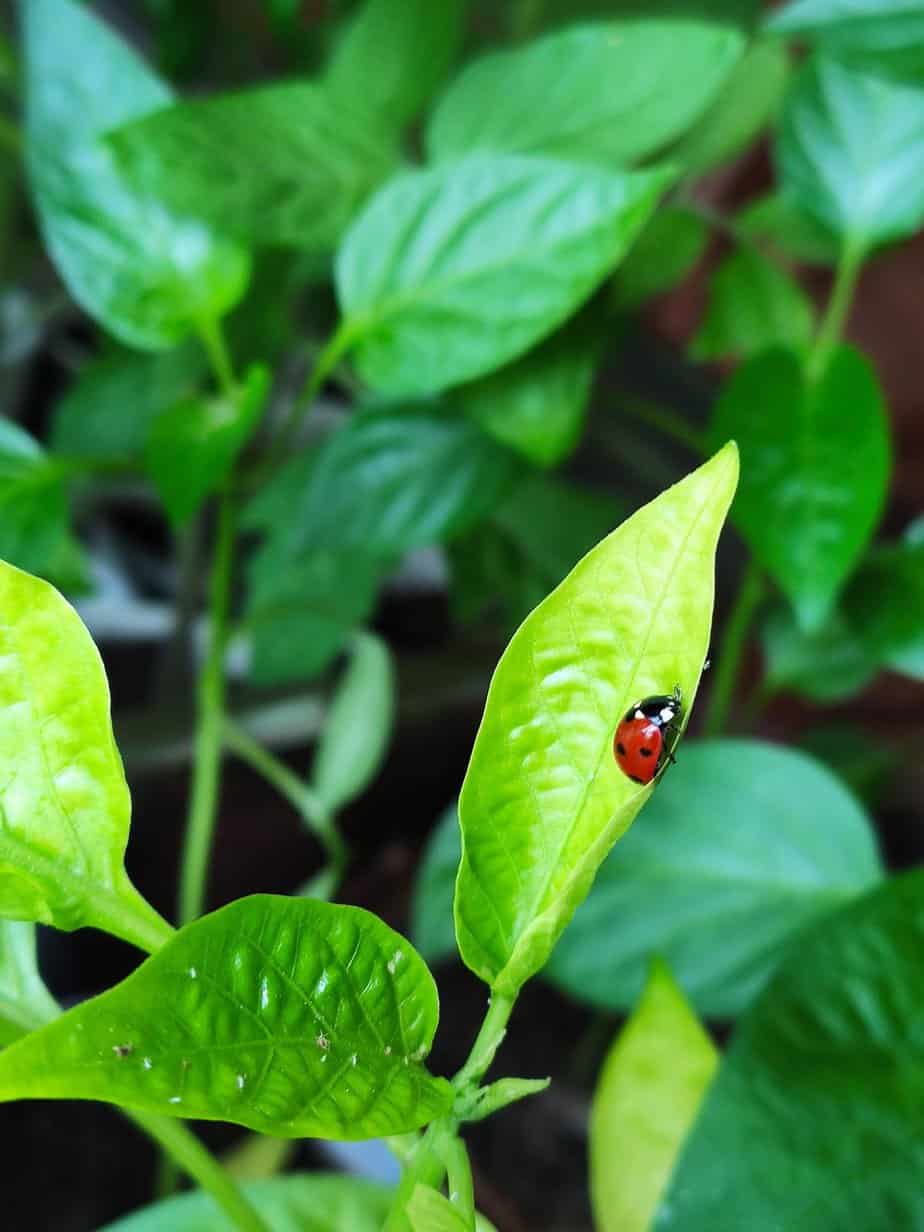 What are those bugs on my pepper plants? Most common pests Spicy Exchange