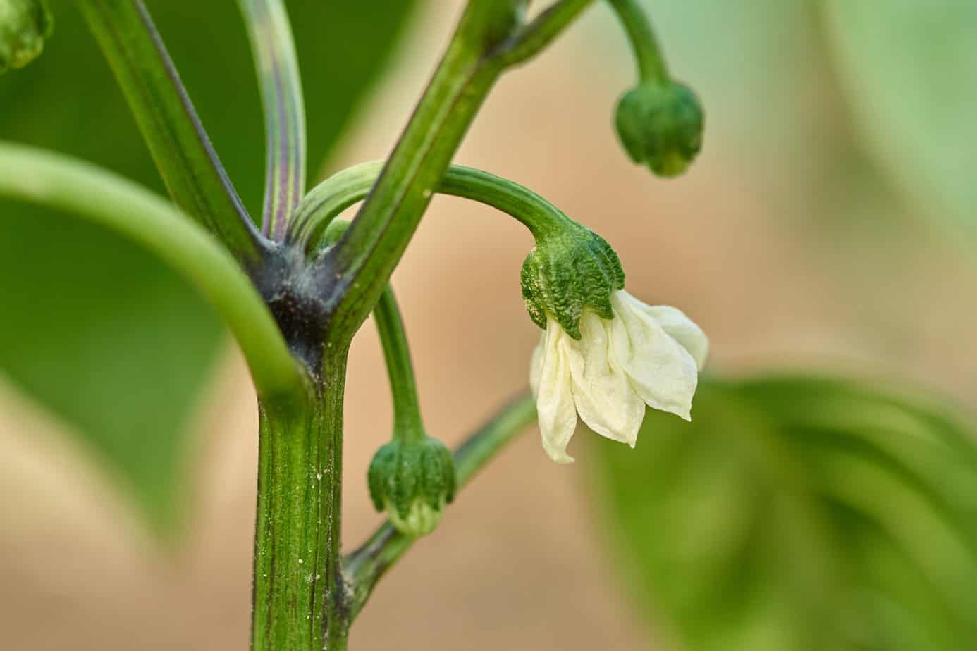 Pepper plant blossom drop What to do when flowers are falling off