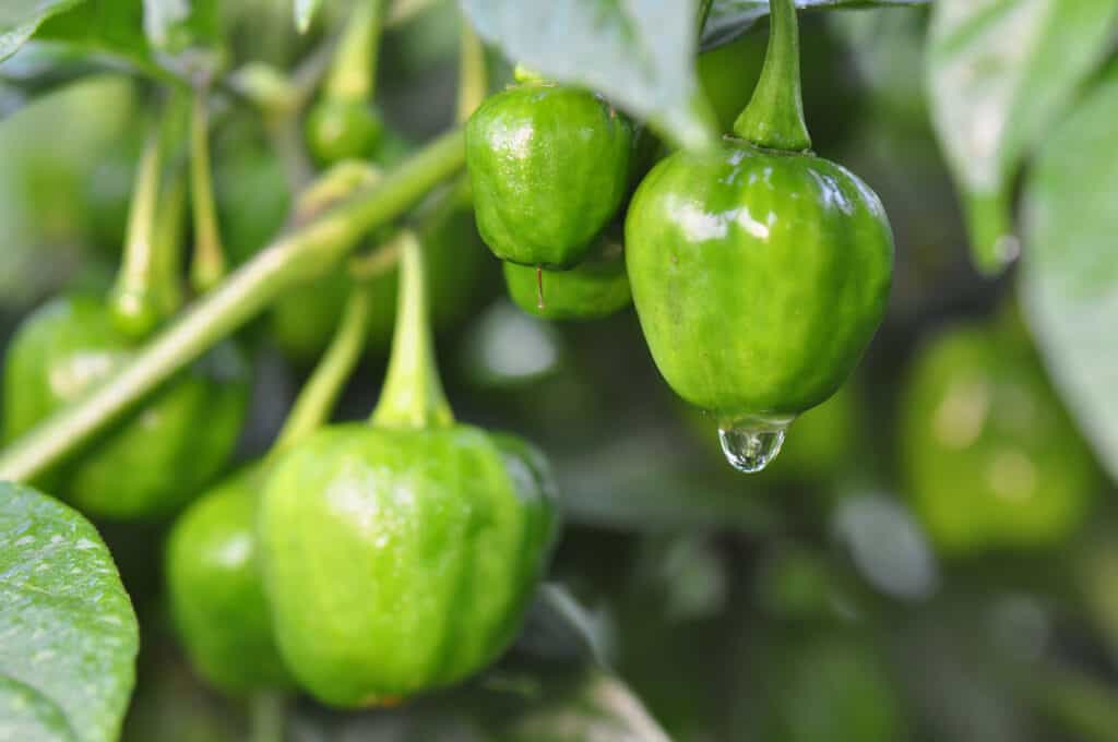 Guide to Pepper Seed Germination Tips & Troubleshooting Spicy Exchange