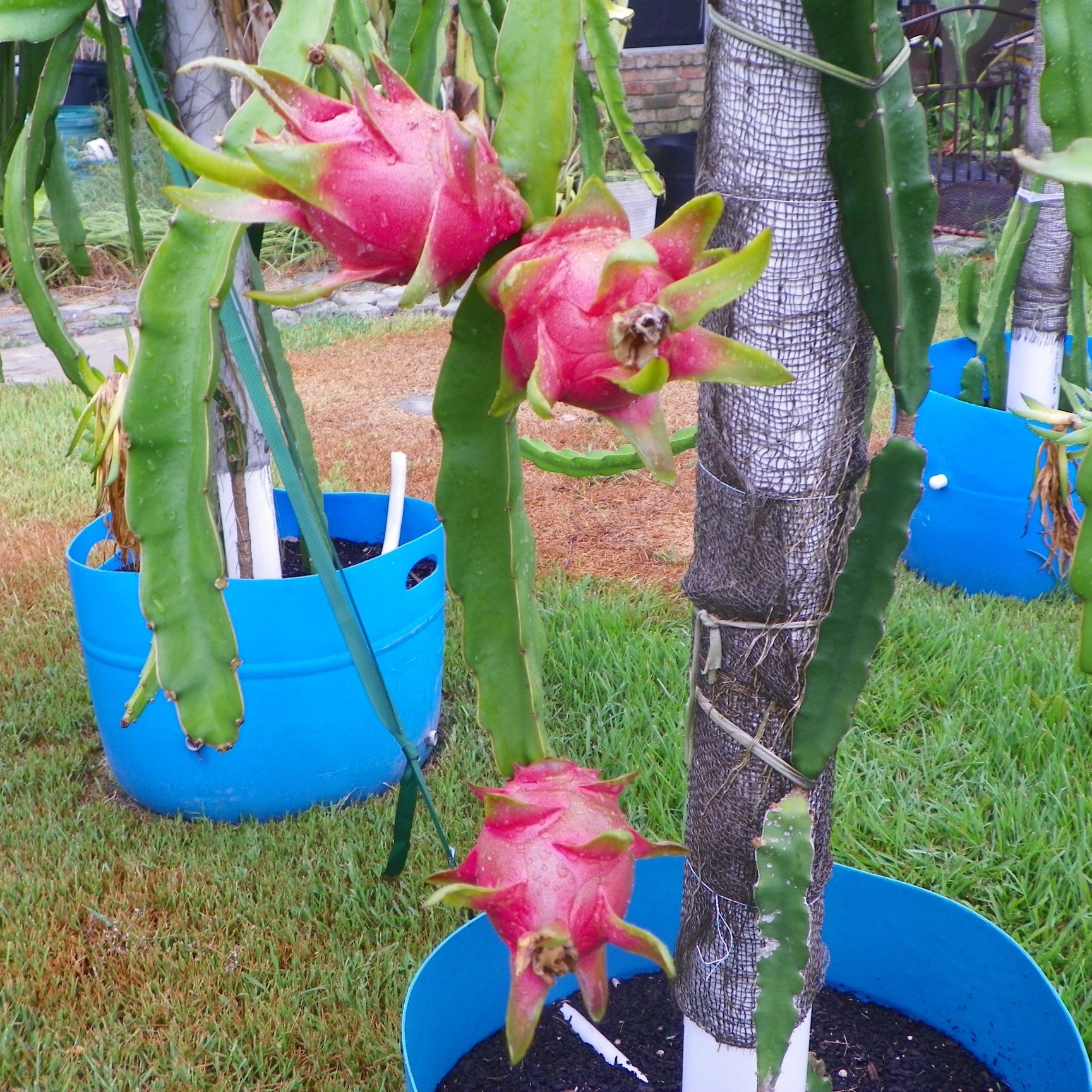Vietnamese White a white flesh Dragon Fruit variety from Spicy Exotics