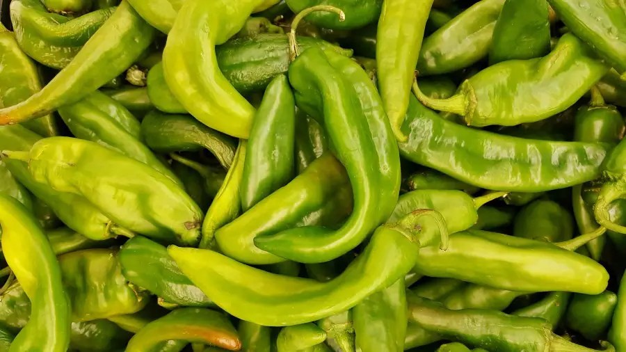 Hatch Chili Pepper Guide 9 Things to Know The Spicy Trio