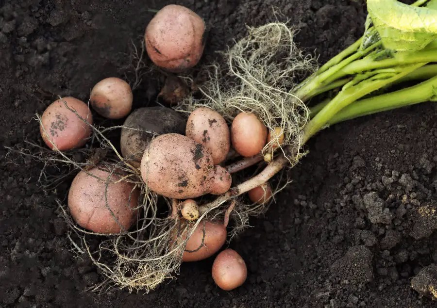 Watering Your Potato Plant Frequency and Amounts The Spicy Trio
