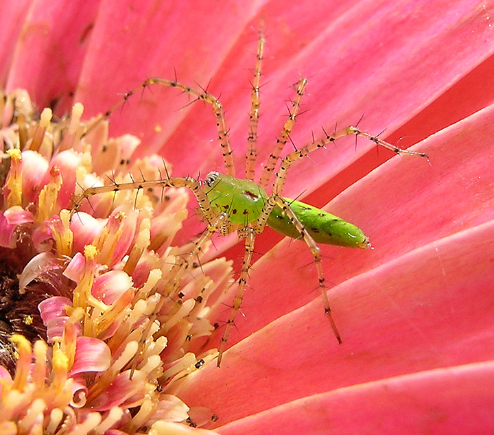 Oxyopidae sharp, catlike spiders spiderbytes