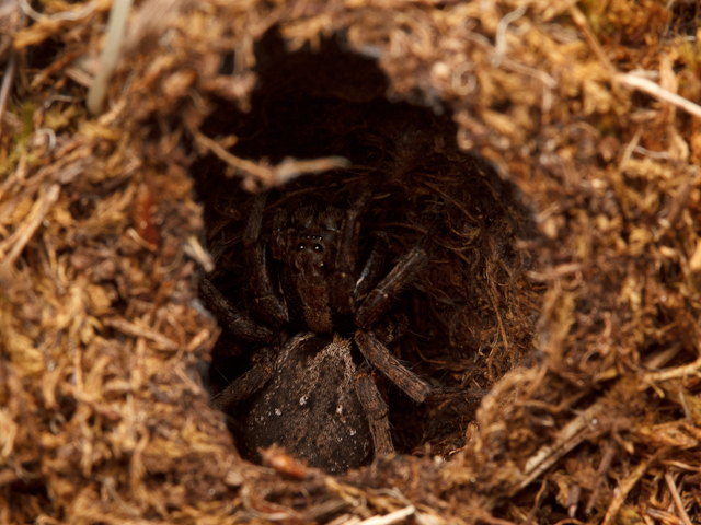 The mystery of the burrowdwelling sand dune spider spiderbytes