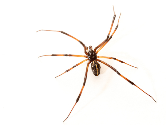 Spiders Unraveled Outreach At Iona Beach Spiderbytes