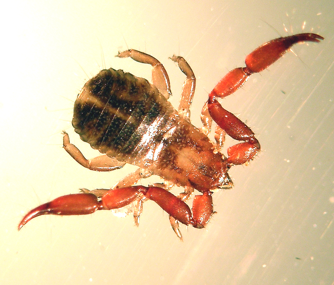 Review Of Tiny House Pseudoscorpion Ideas 2 Pseudoscorpions! Small, strange arachnids spiderbytes