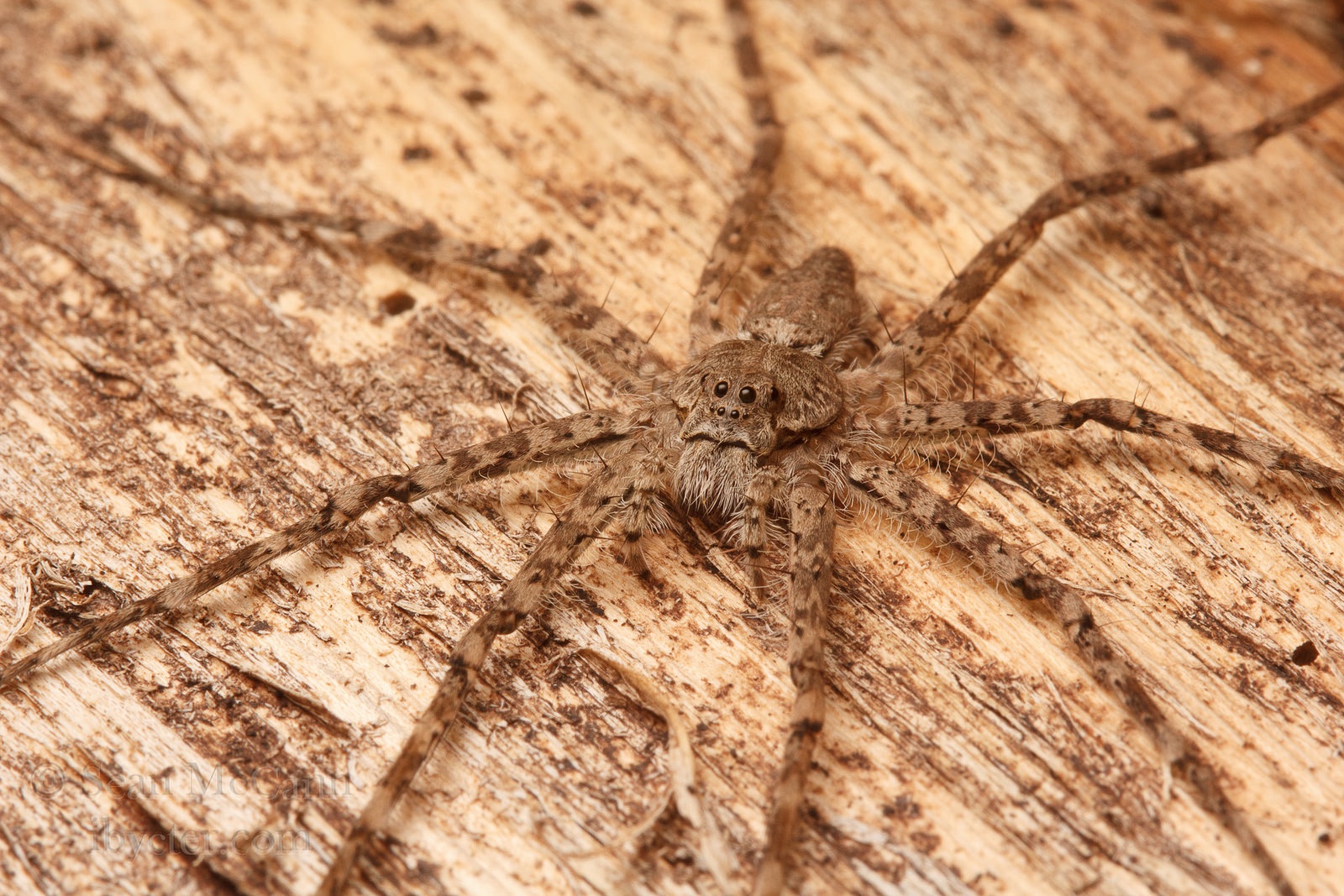 A Better Bugman A Better Bugman