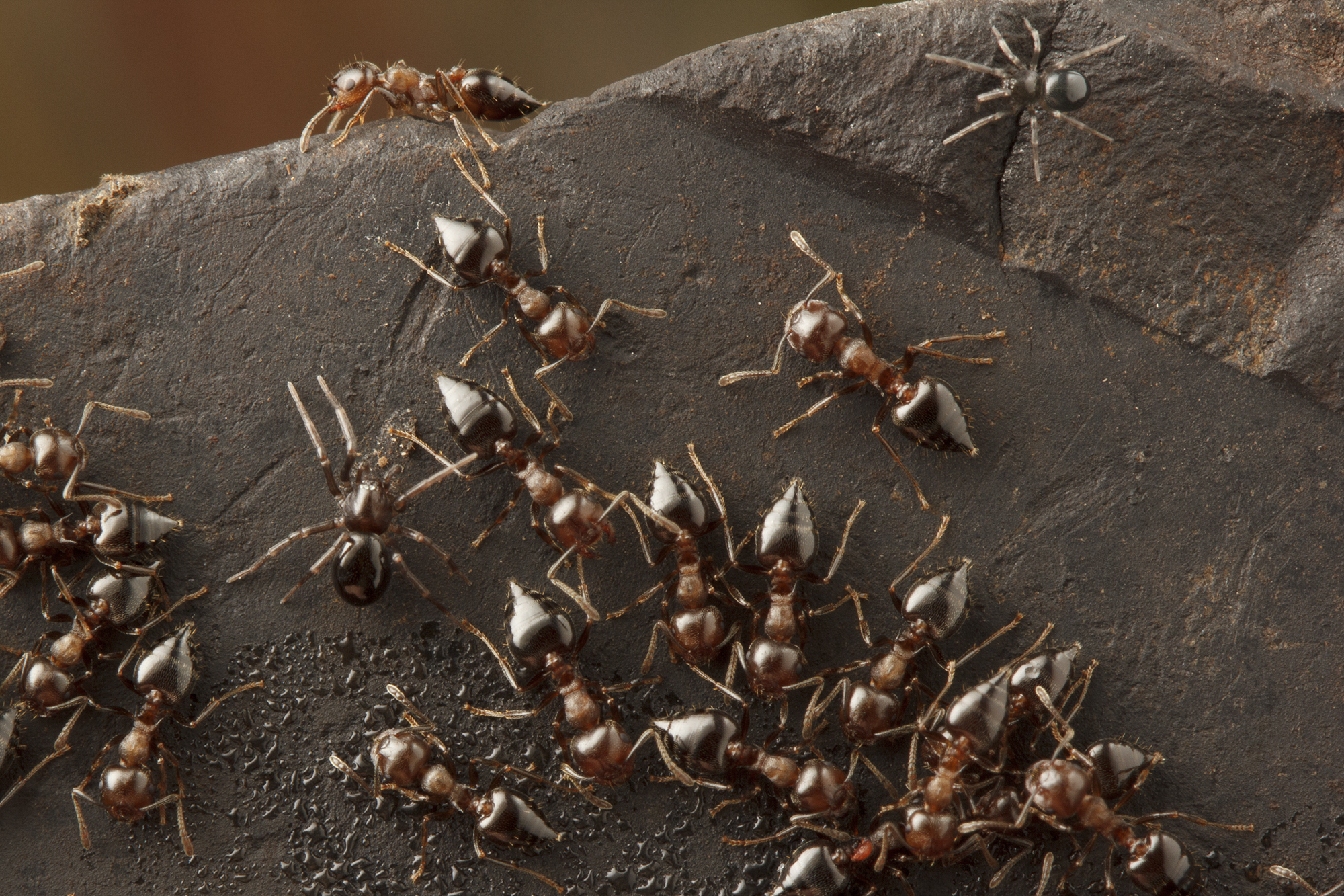 Fire Ants Fire Ants Natural Predators