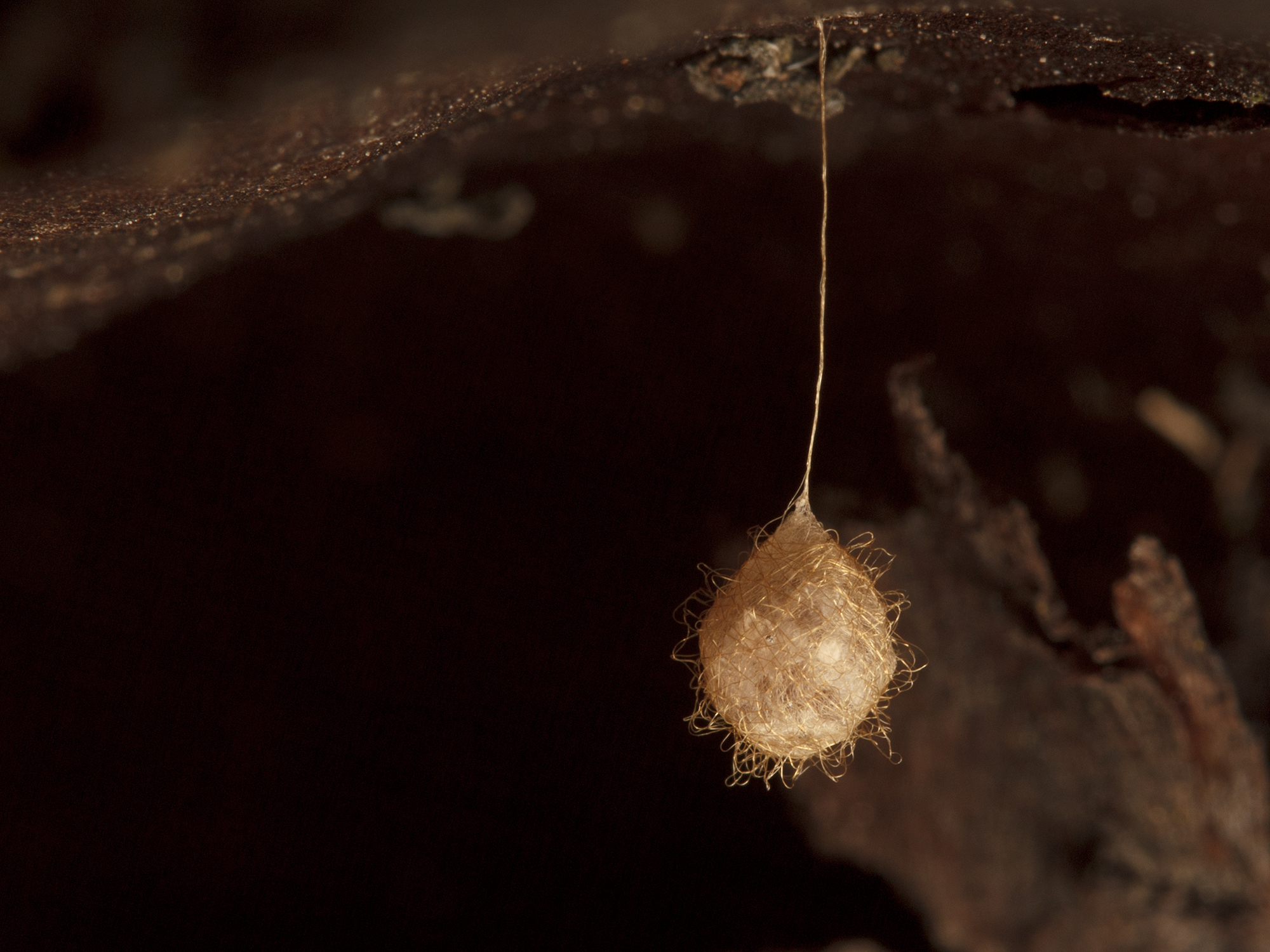 spider diversity spiderbytes