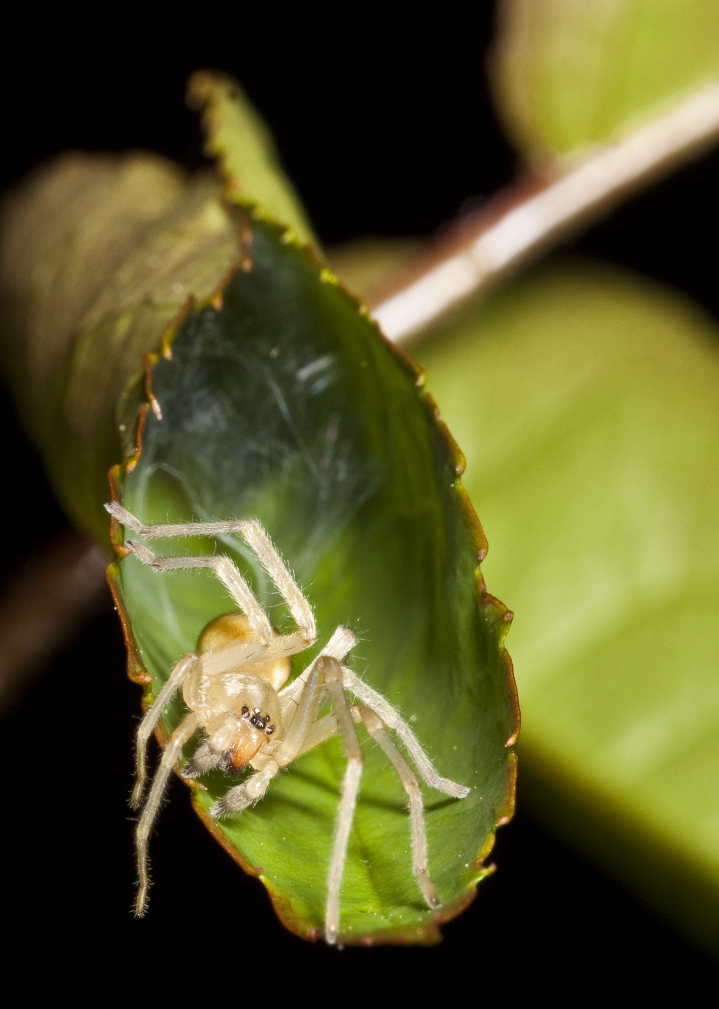 Yellow sac spiders (family Cheiracanthiidae) spiderbytes