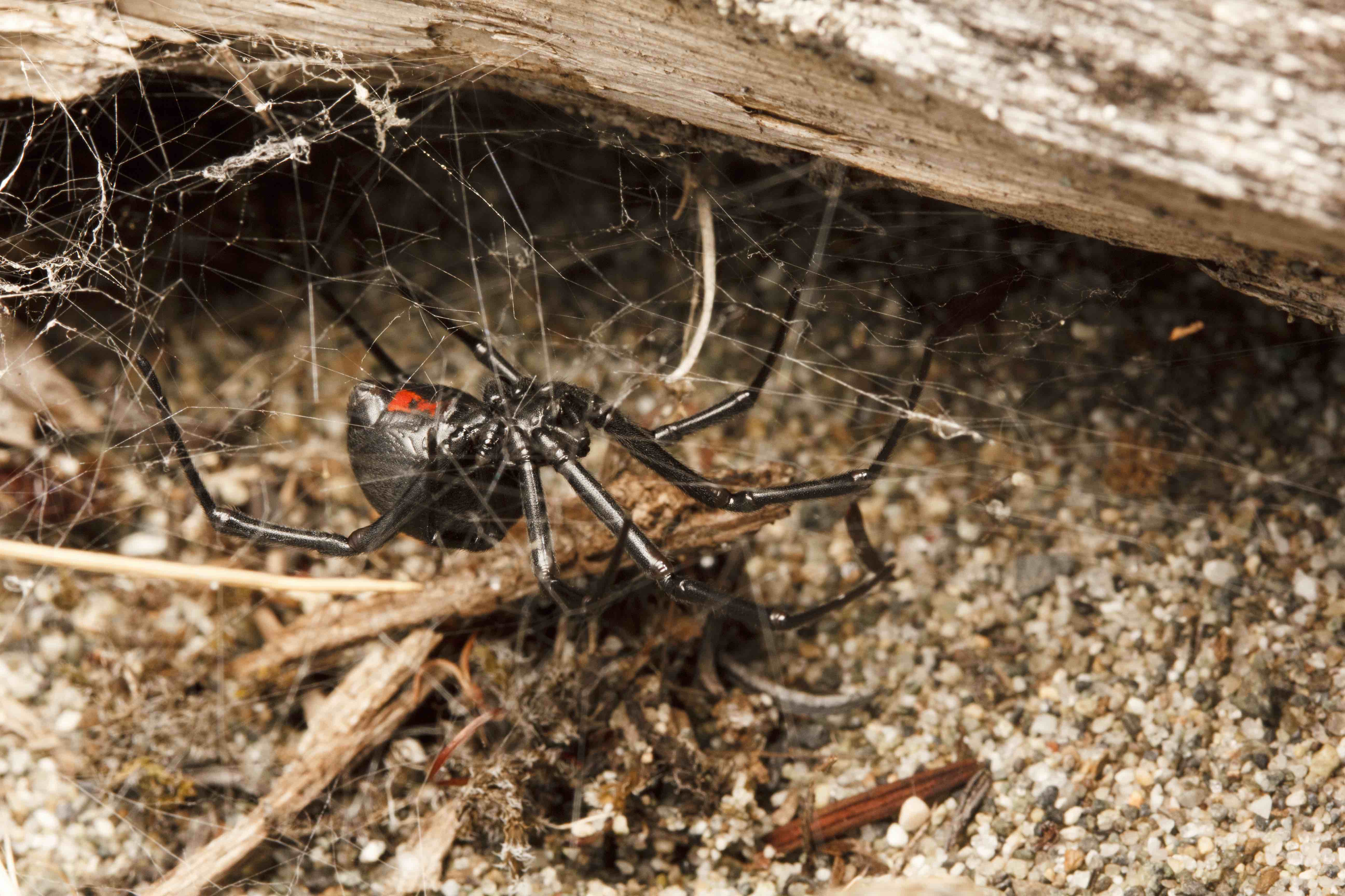 Crowdfunding black widow research spiderbytes