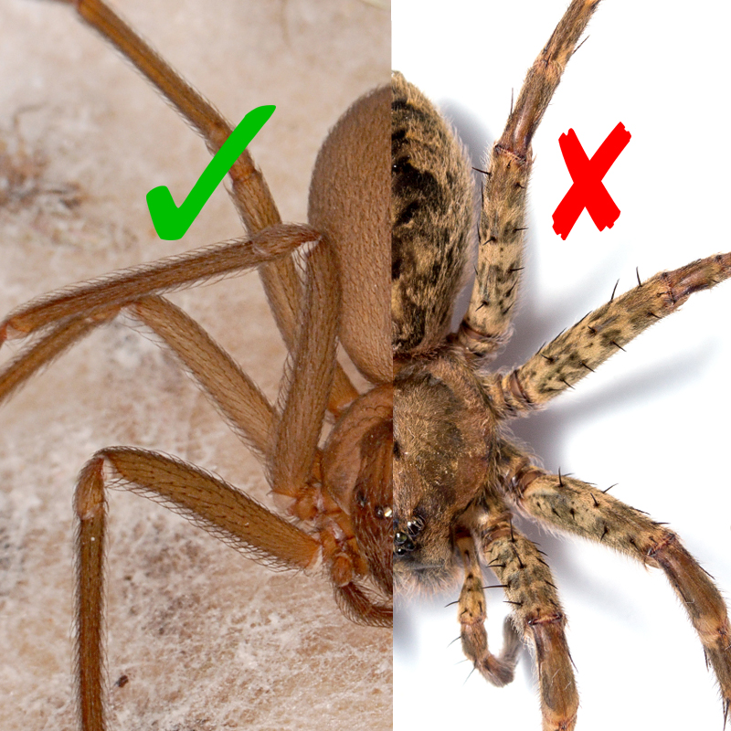 Recluse or Not? spiderbytes