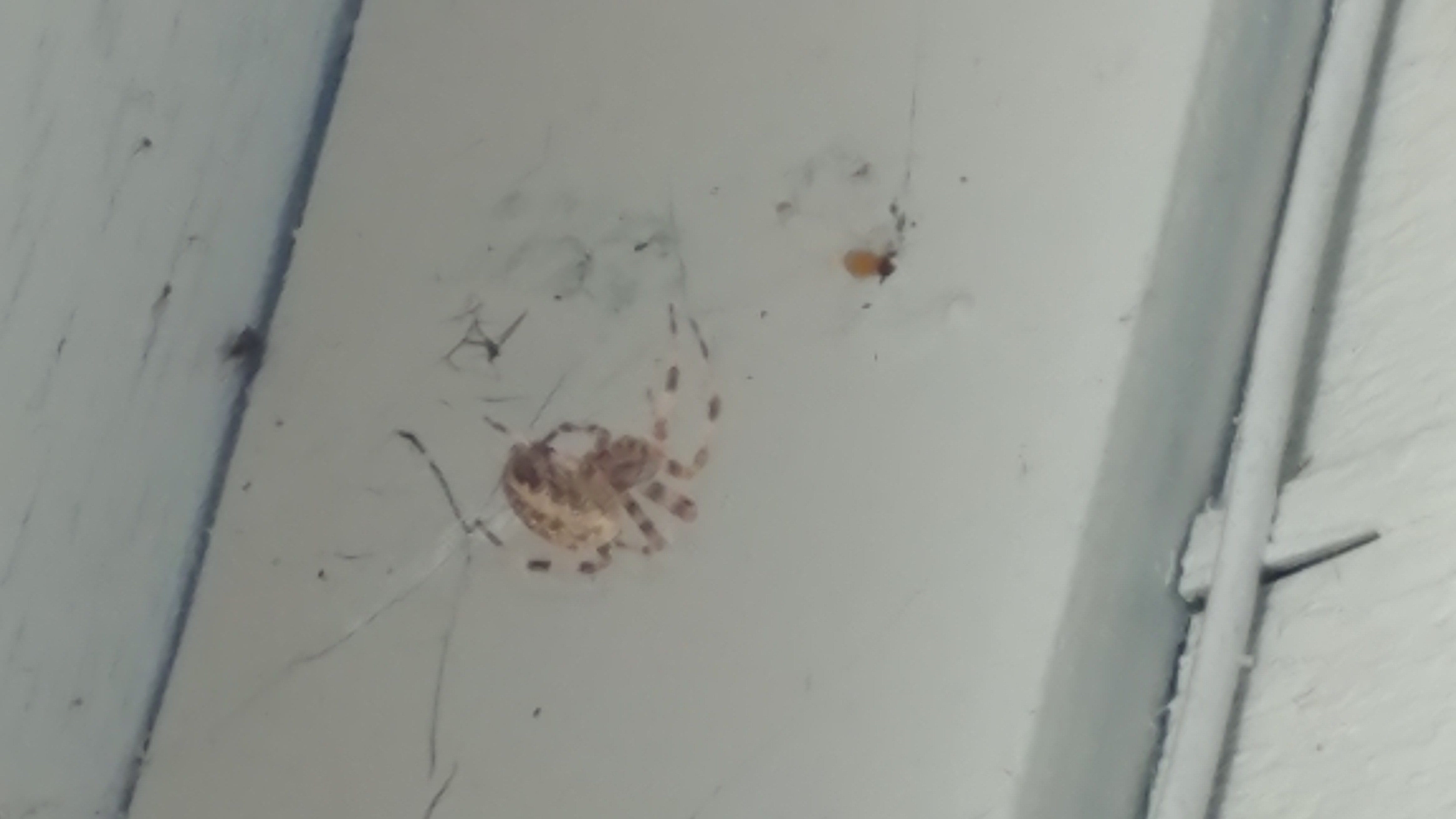 Unidentified spider in Salem, Oregon United States