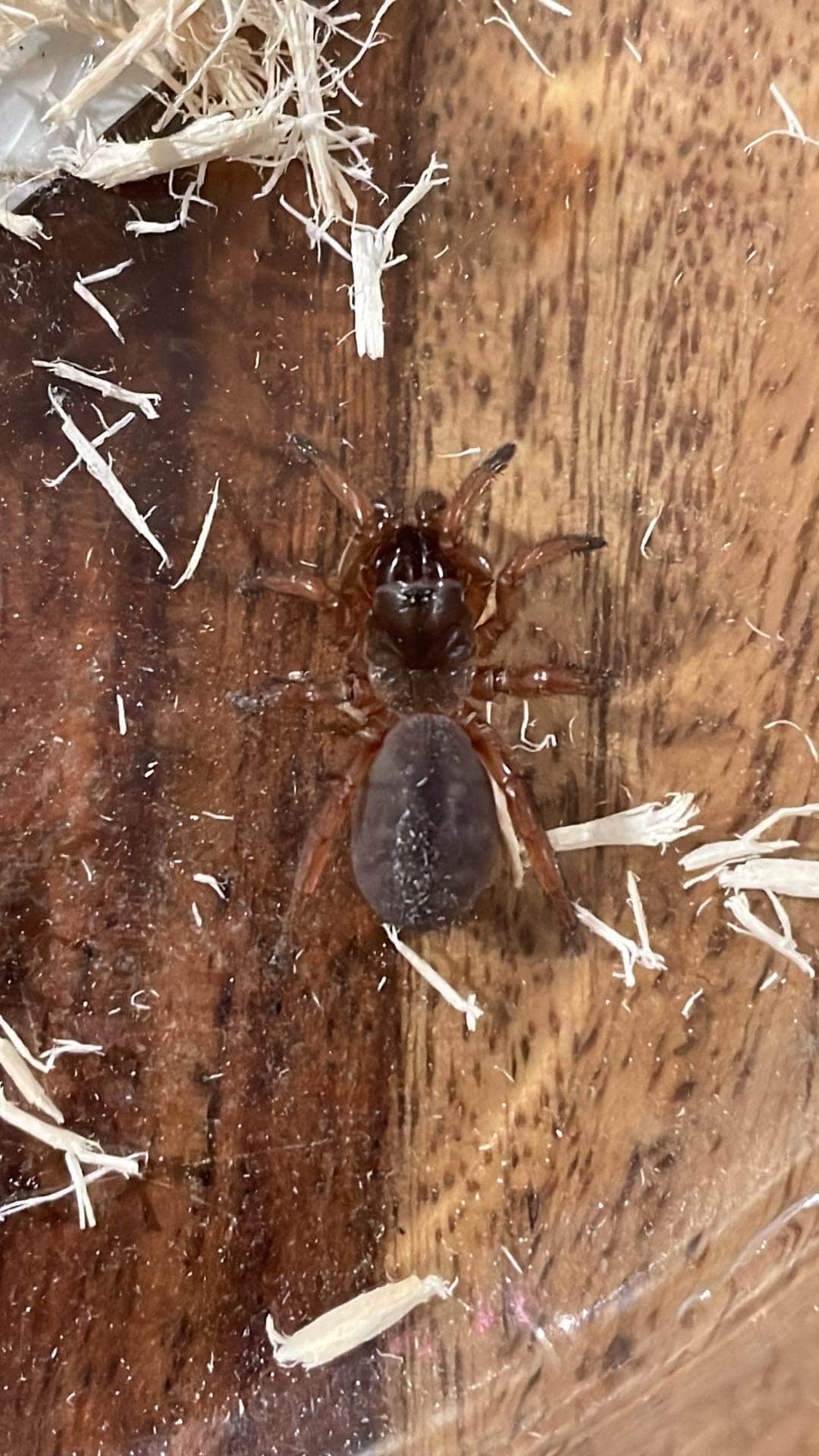 Poisonous Spiders In Lawton Oklahoma at Paul Bernal blog