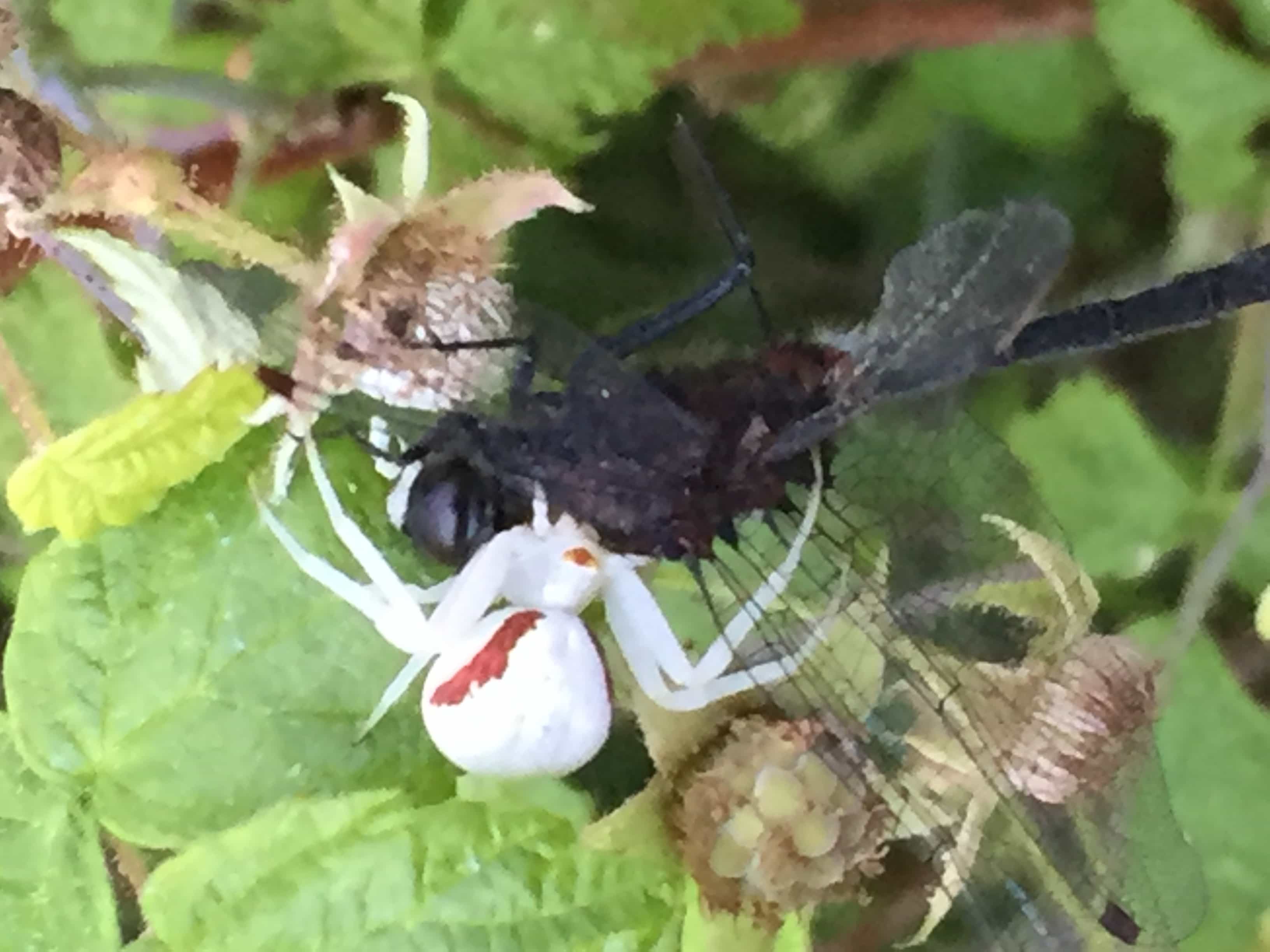 Spiders in Maine Species & Pictures