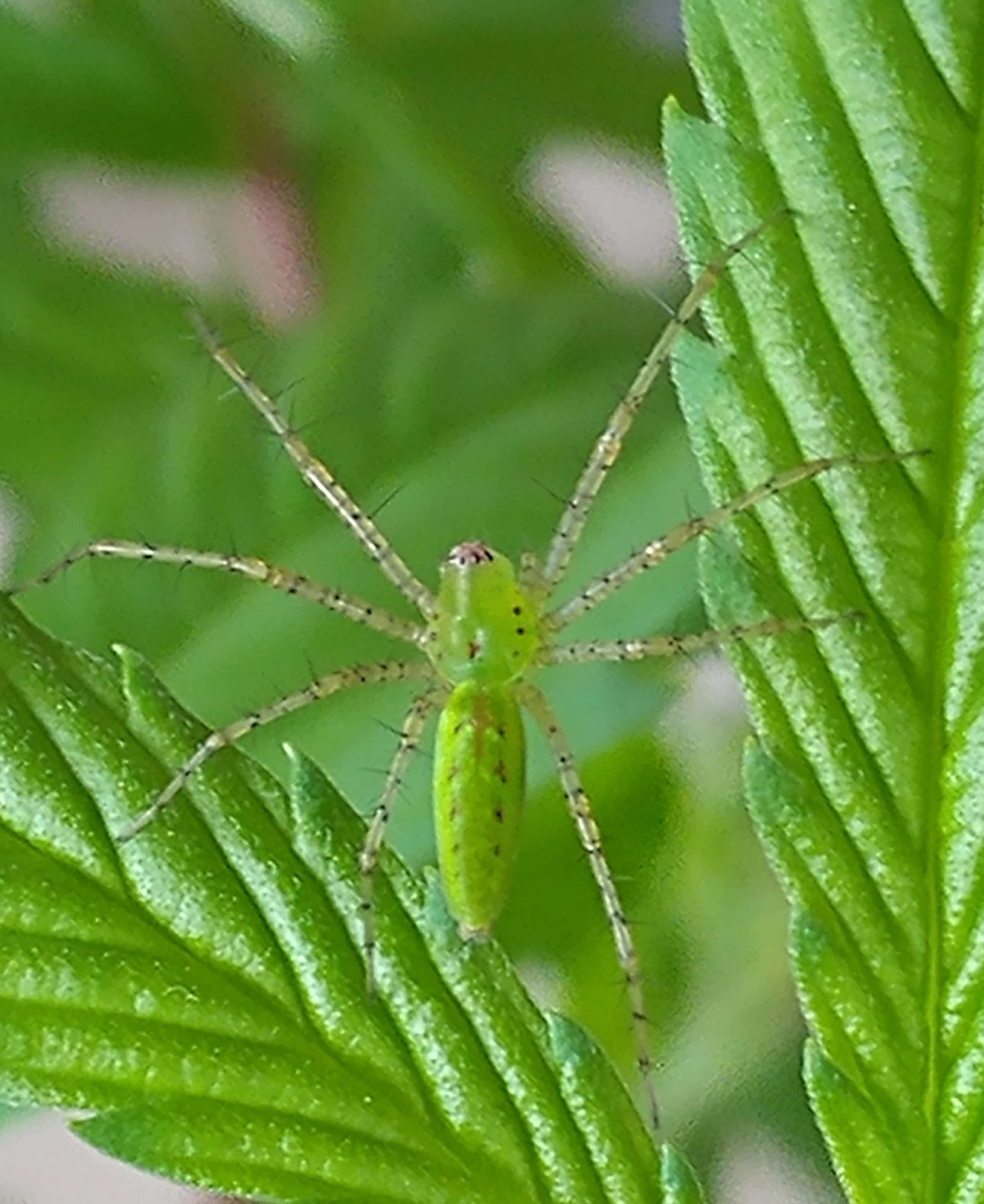 Peucetia viridans (Green Lynx Spider) in Nauvoo, Alabama United States
