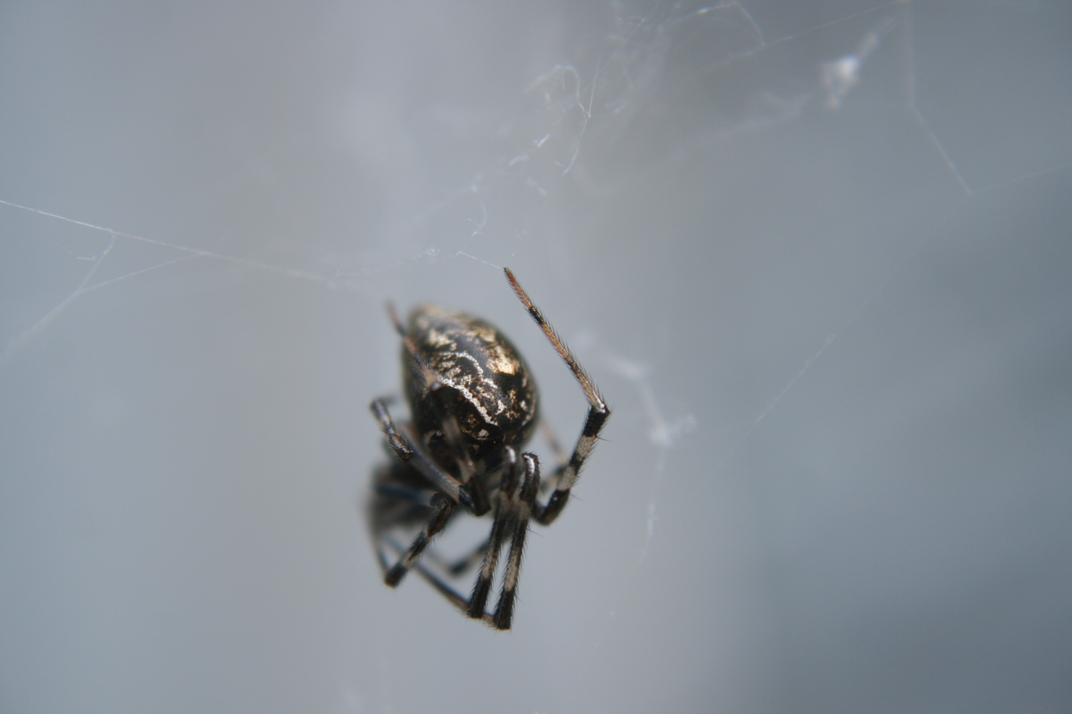 Parasteatoda tepidariorum House Spider) in Indiana United States