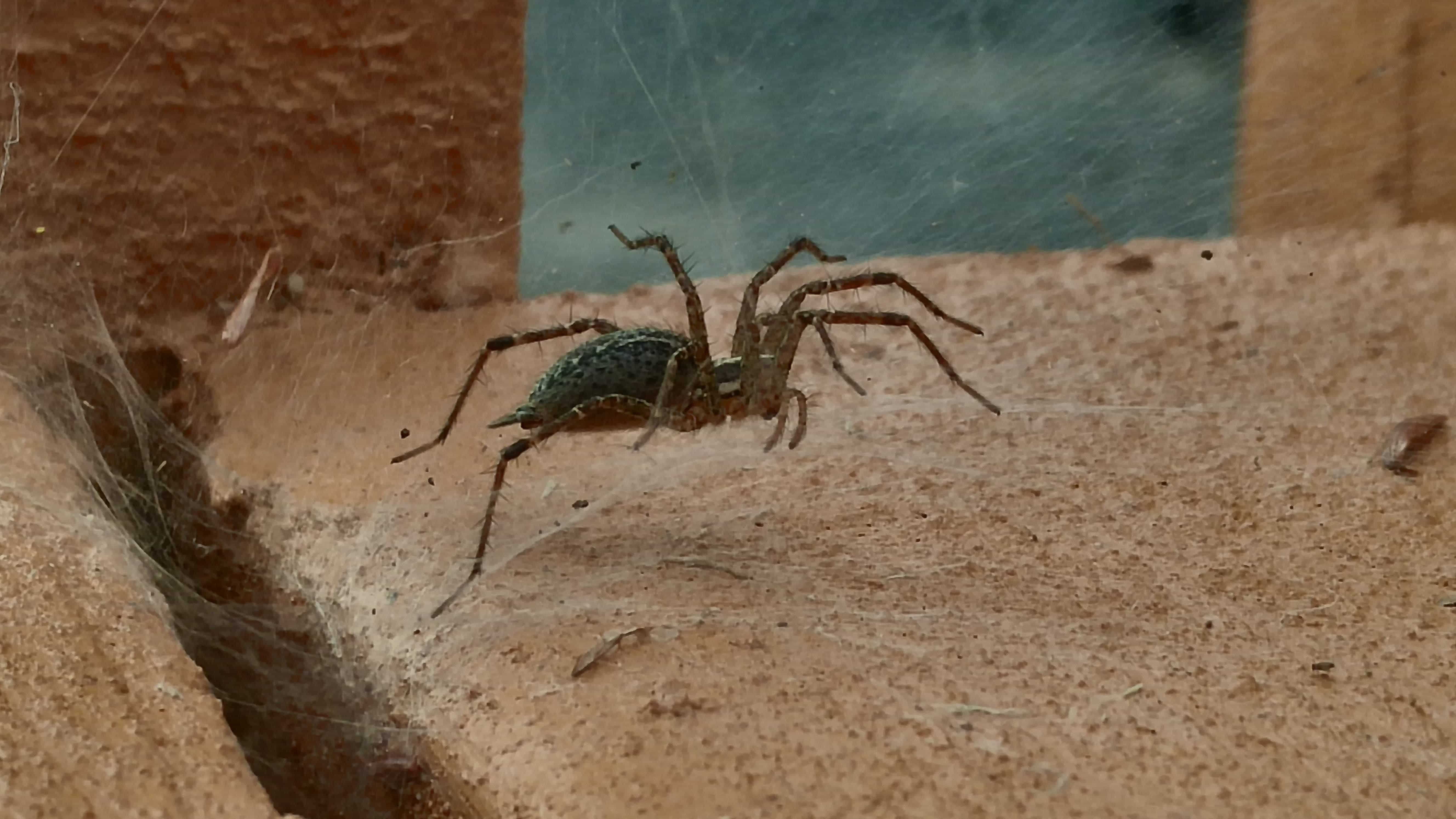 Agelenopsis (Grass Spiders) in Kingston, New York United States