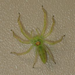 Spiders in Florida - Species & Pictures
