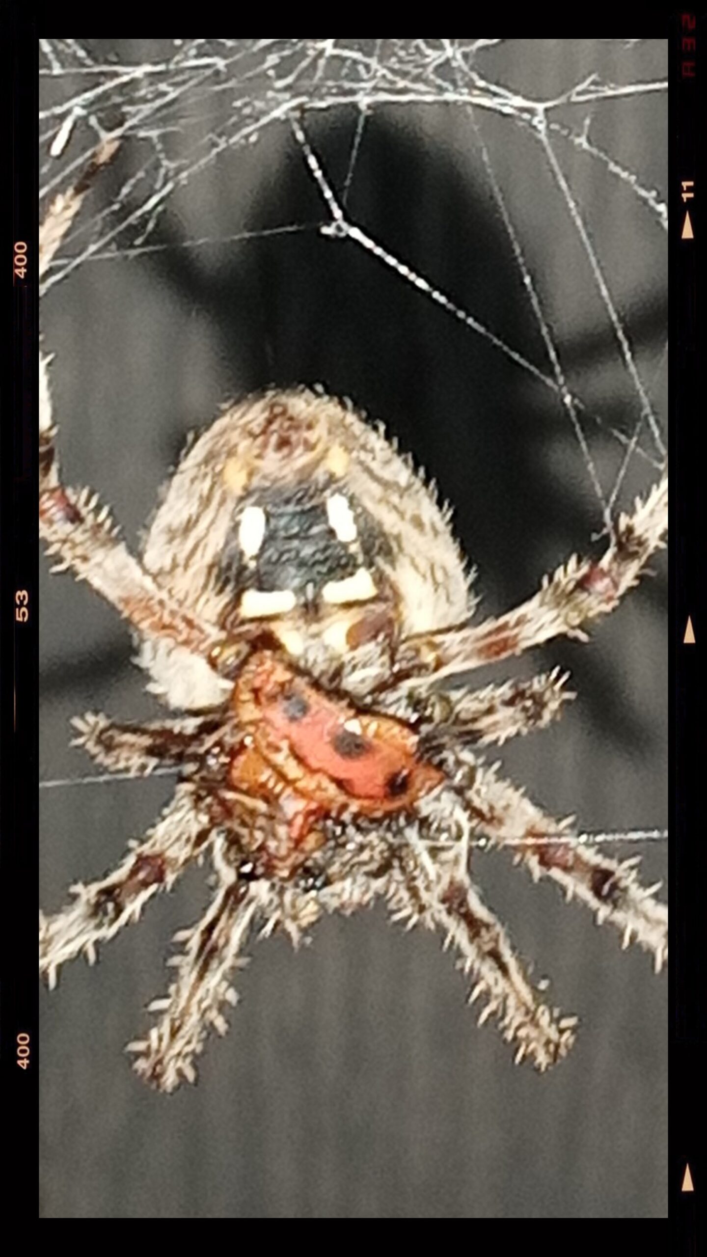 Unidentified spider in Spruce pine Alabama, Alabama United States