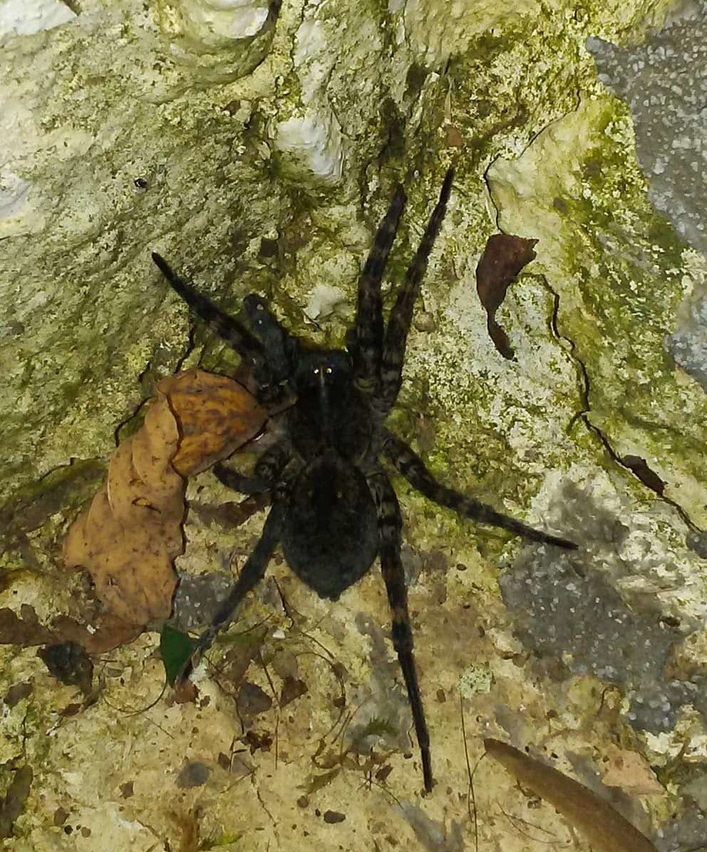 Female Tigrosa aspersa (Tiger Wolf Spider) in Bluefield, West Virginia