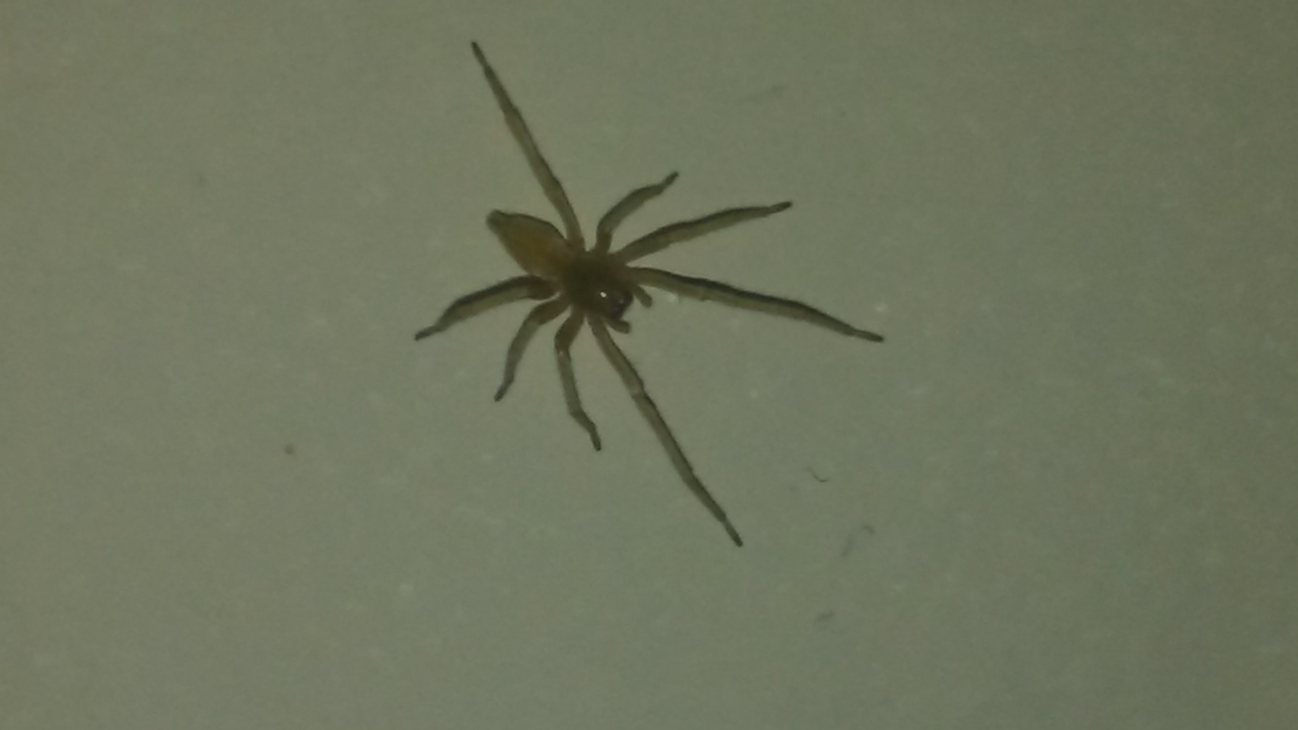 Unidentified spider in Rapid city, South Dakota United States