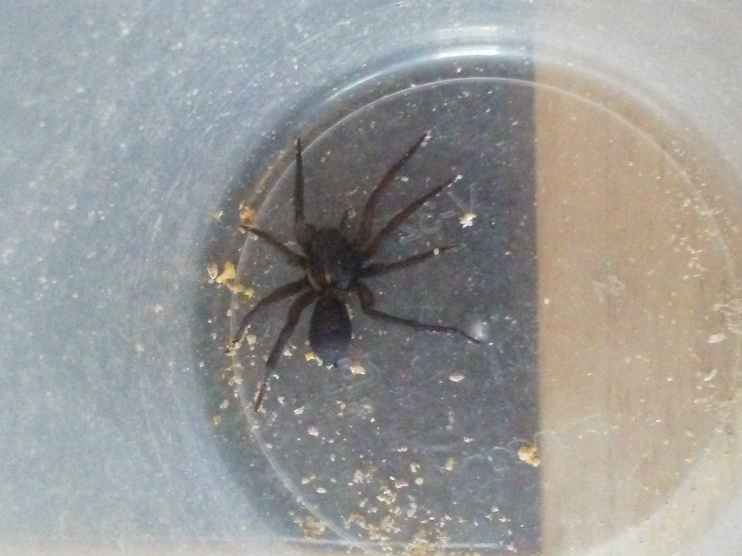 Lycosidae (Wolf Spiders) in Elmhurst , Pennsylvania United States