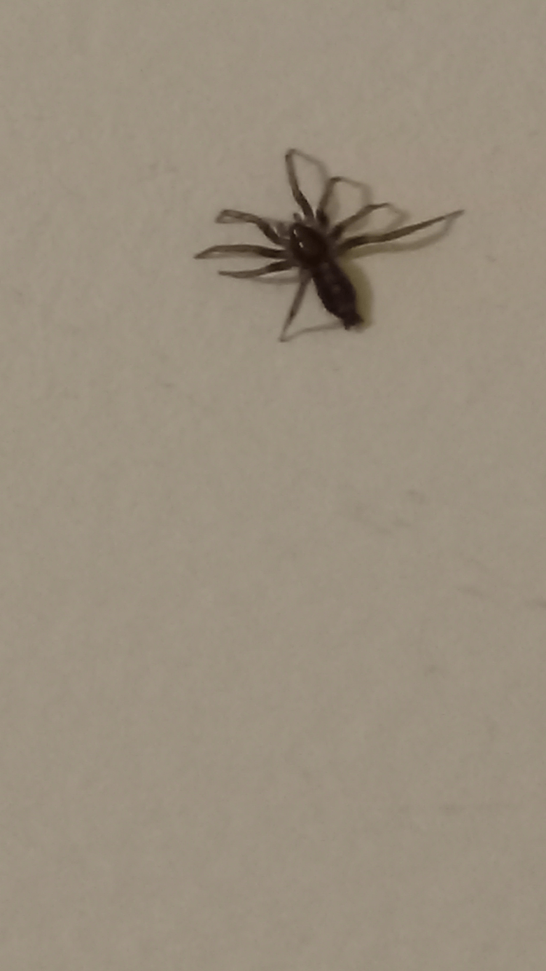 Unidentified spider in Linthicum, Maryland United States