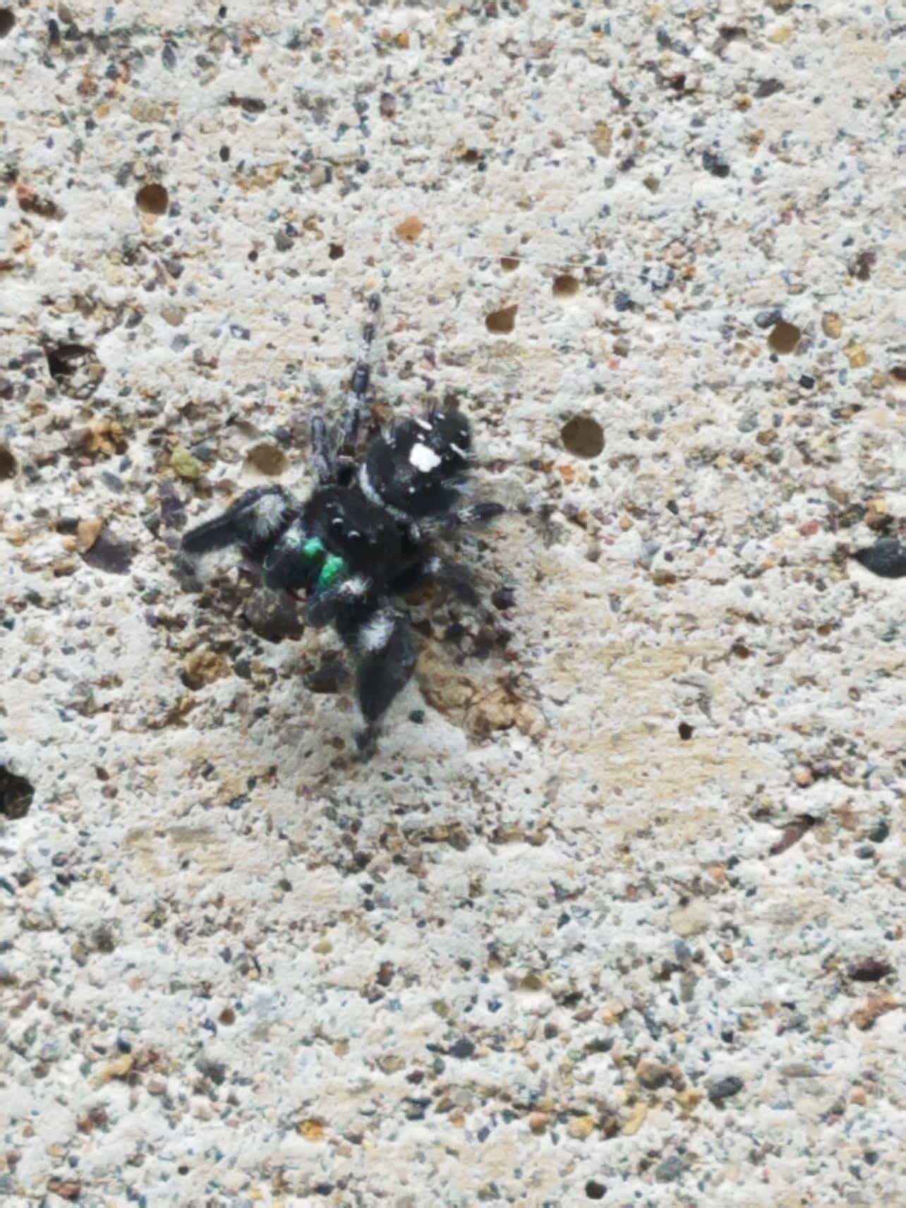 Unidentified spider in Salem, Oregon United States