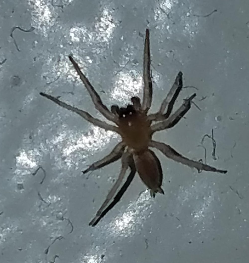 Clubiona (Leafcurling Sac Spiders) in Texas United States