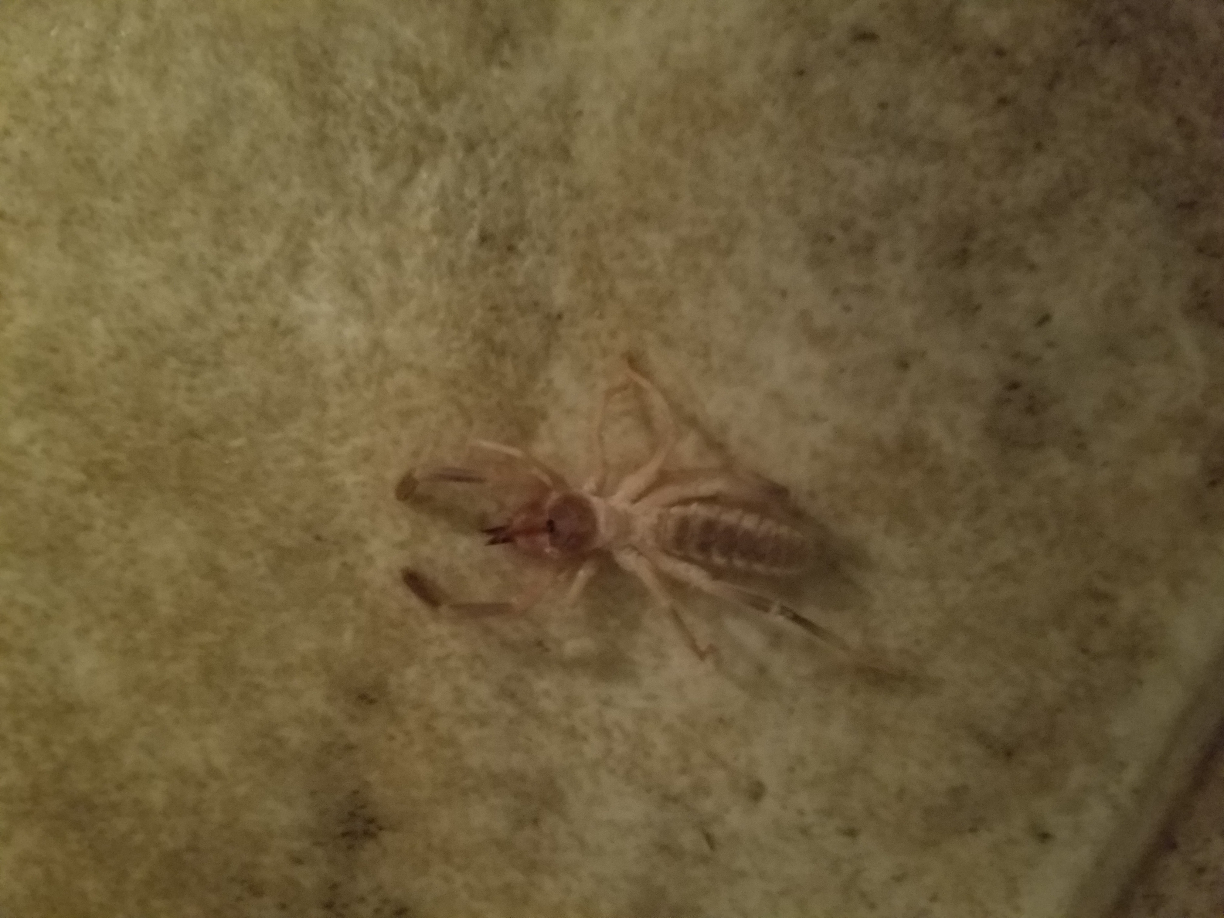 Solifugae (Wind Scorpions or Camel Spiders) in Albuquerque, New Mexico