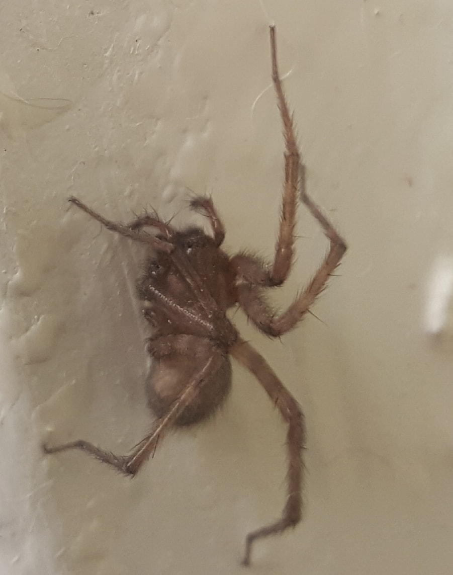 Unidentified spider in Mitchell, South Dakota United States