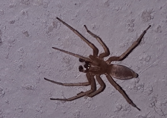 Male Clubiona (Leafcurling Sac Spiders) in Ellsworth, WI, Wisconsin