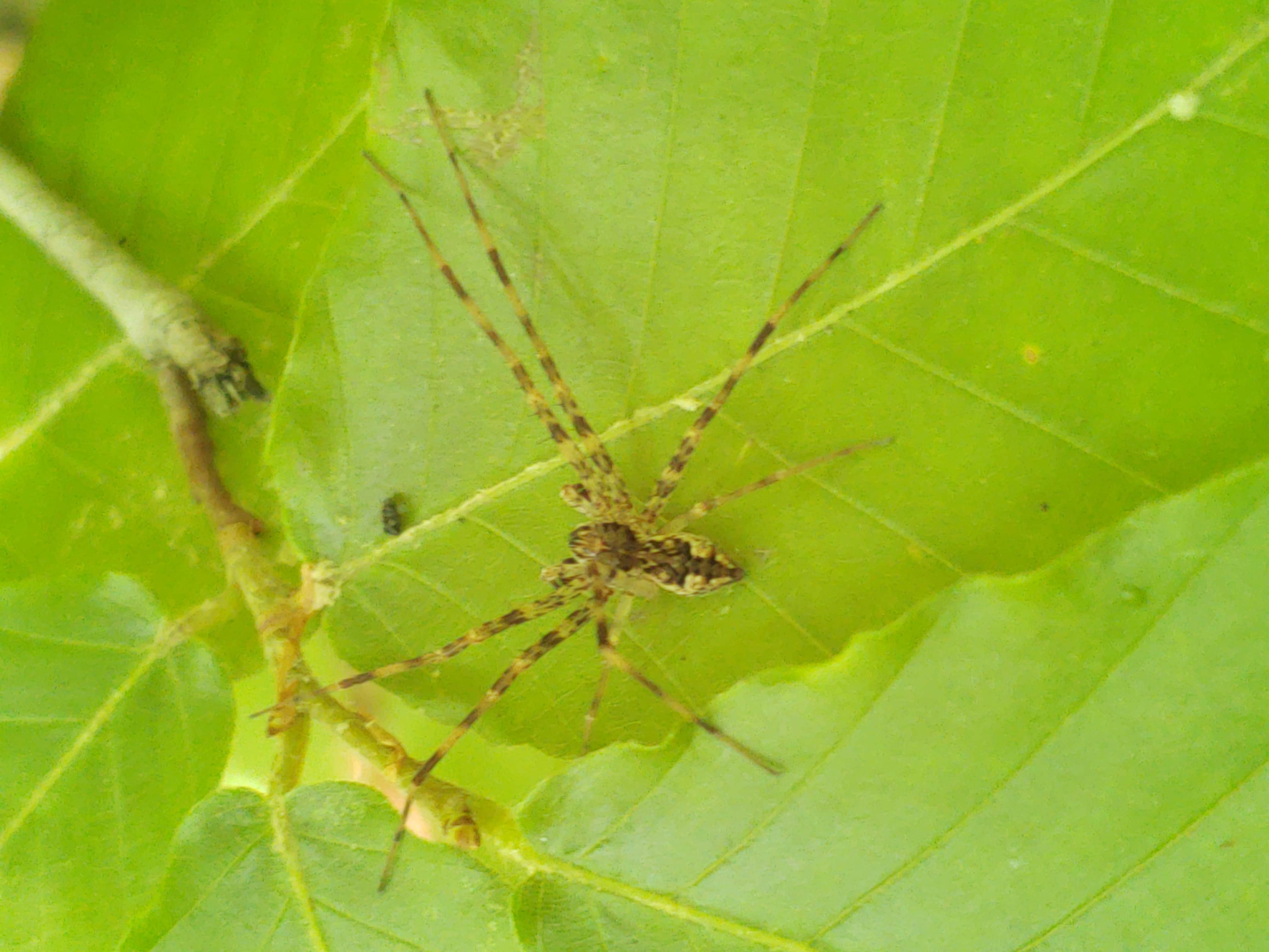 Spiders in Virginia Species & Pictures