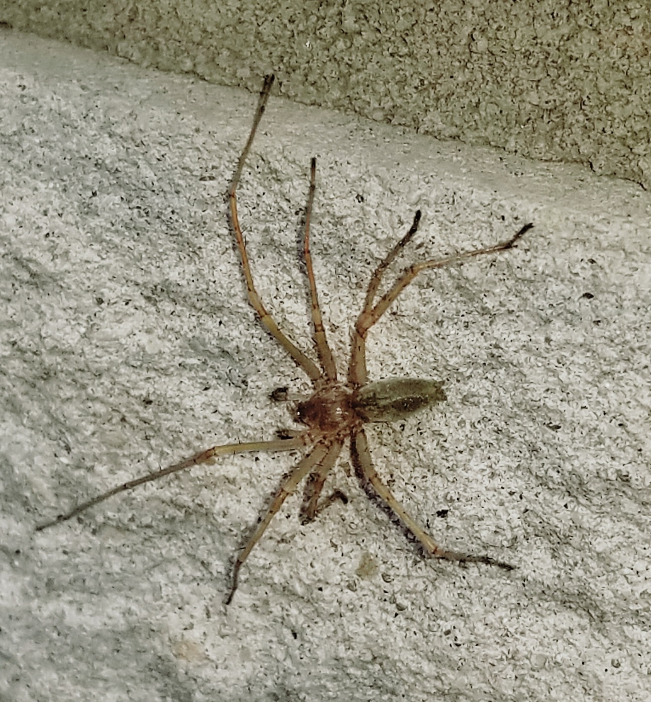 Unidentified spider in Midland, Ontario, Ontario Canada