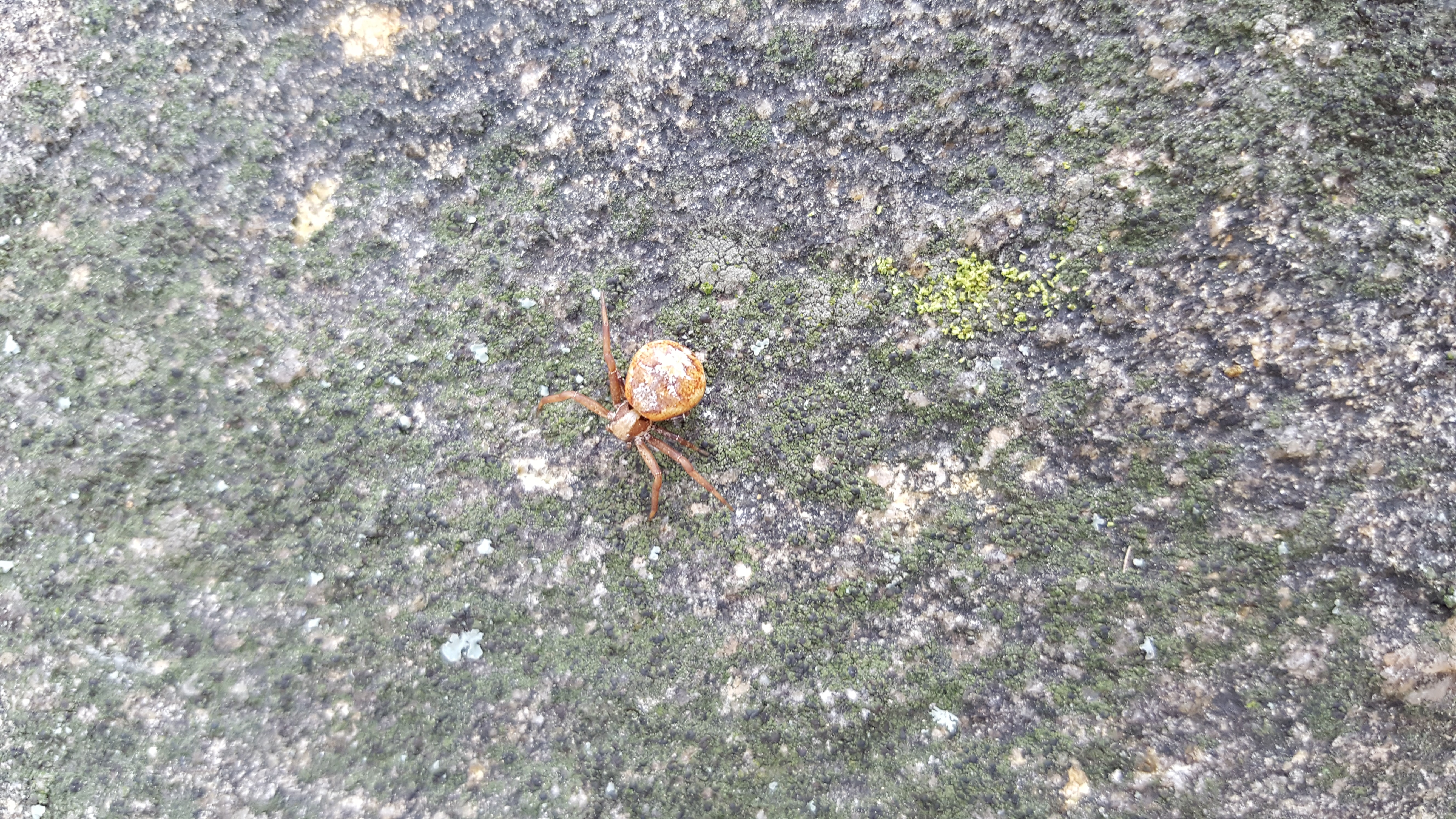 Xysticus (Ground Crab Spiders) in Camp greyling, Michigan United States