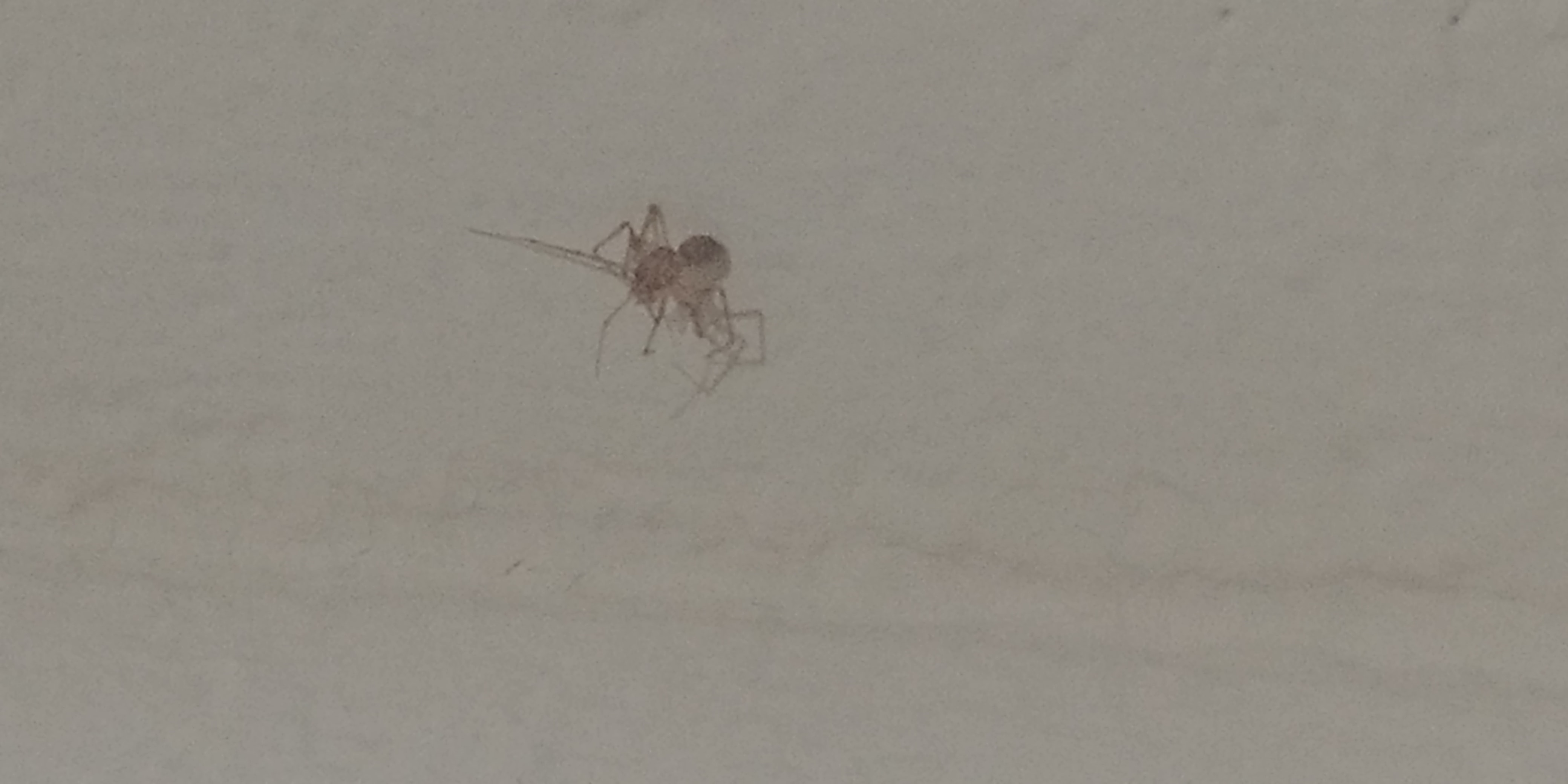 Spiders in Oklahoma Species & Pictures