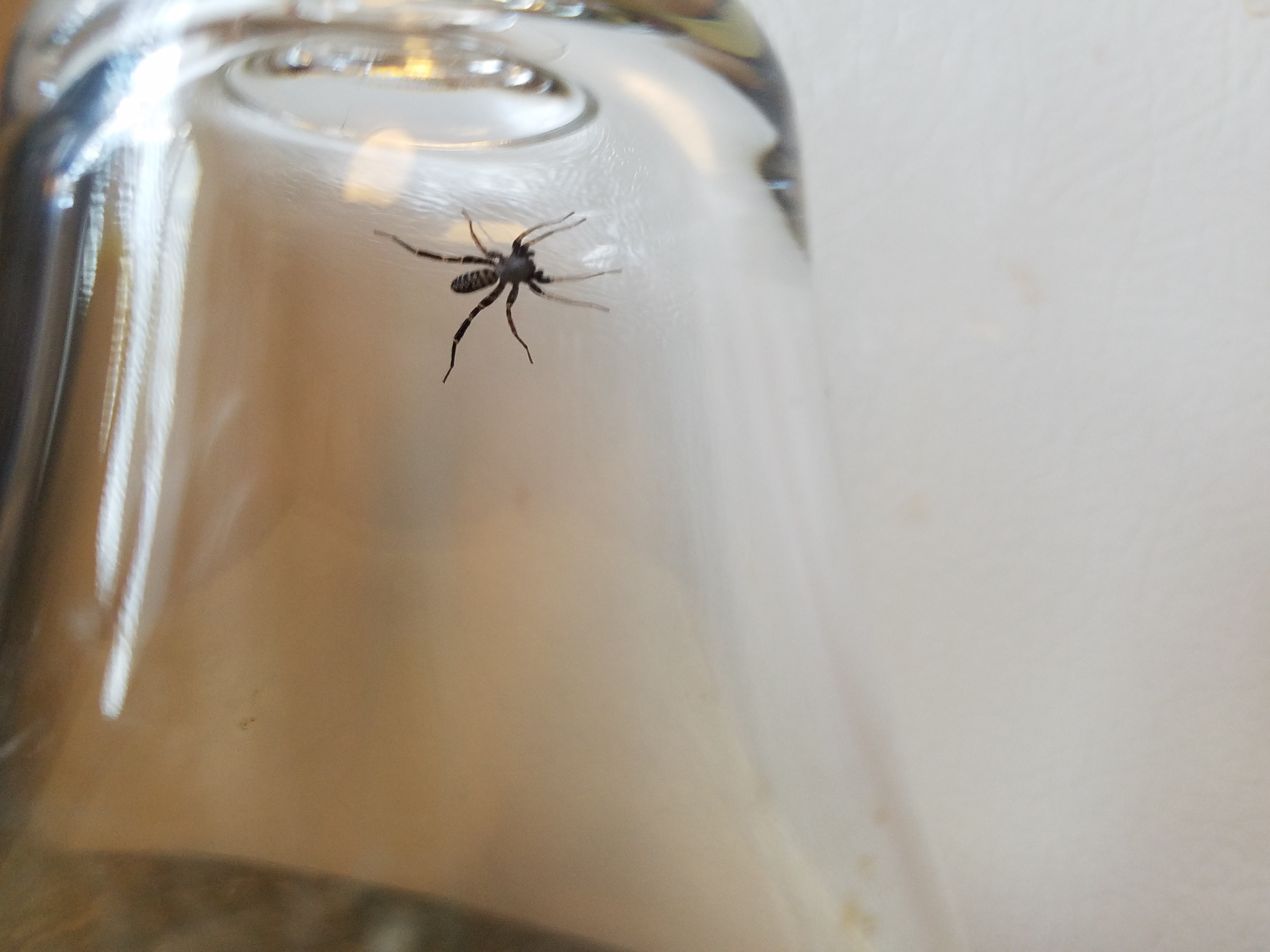 Spiders in North Carolina Species & Pictures
