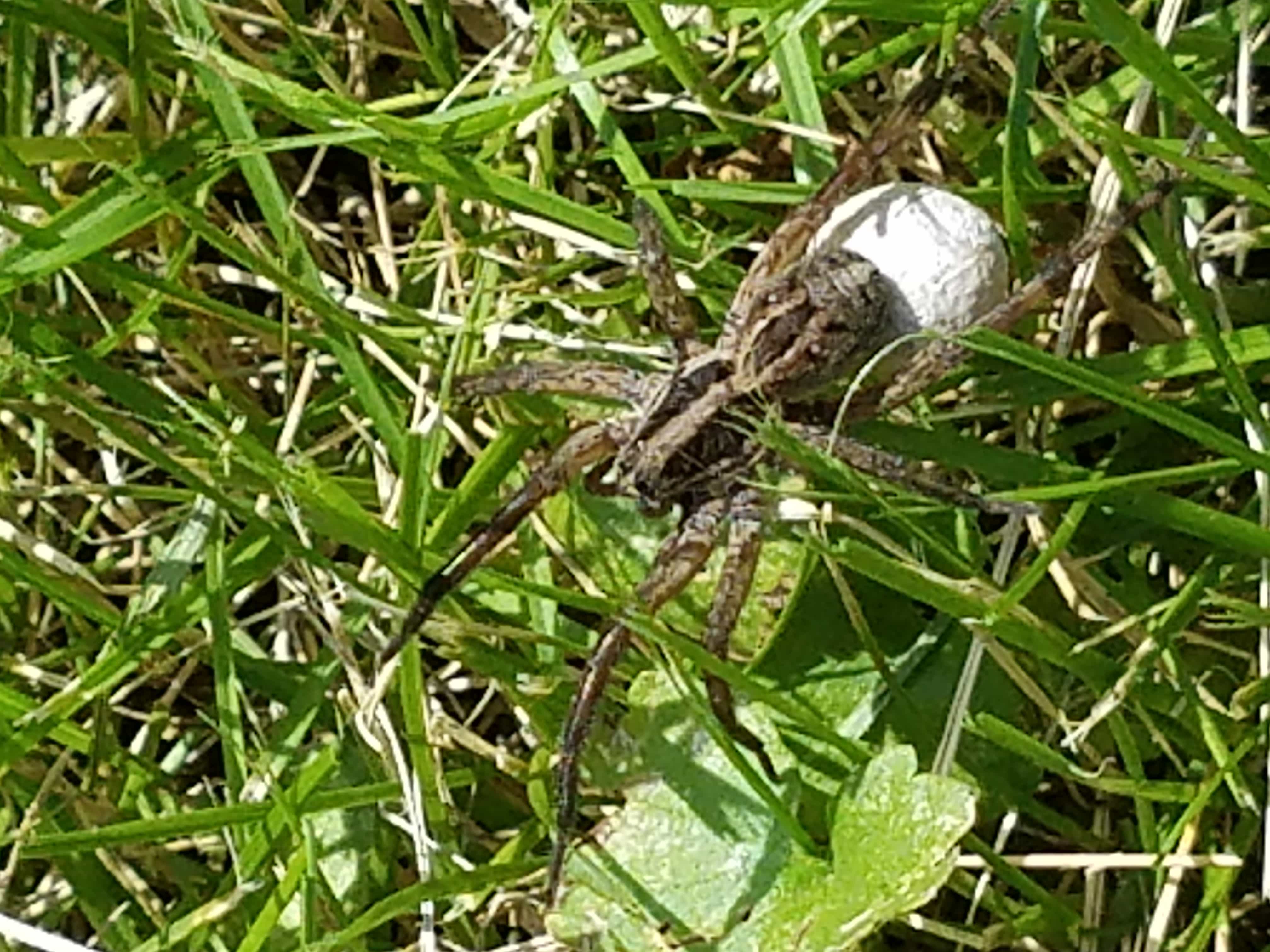 Spiders in Nebraska Species & Pictures