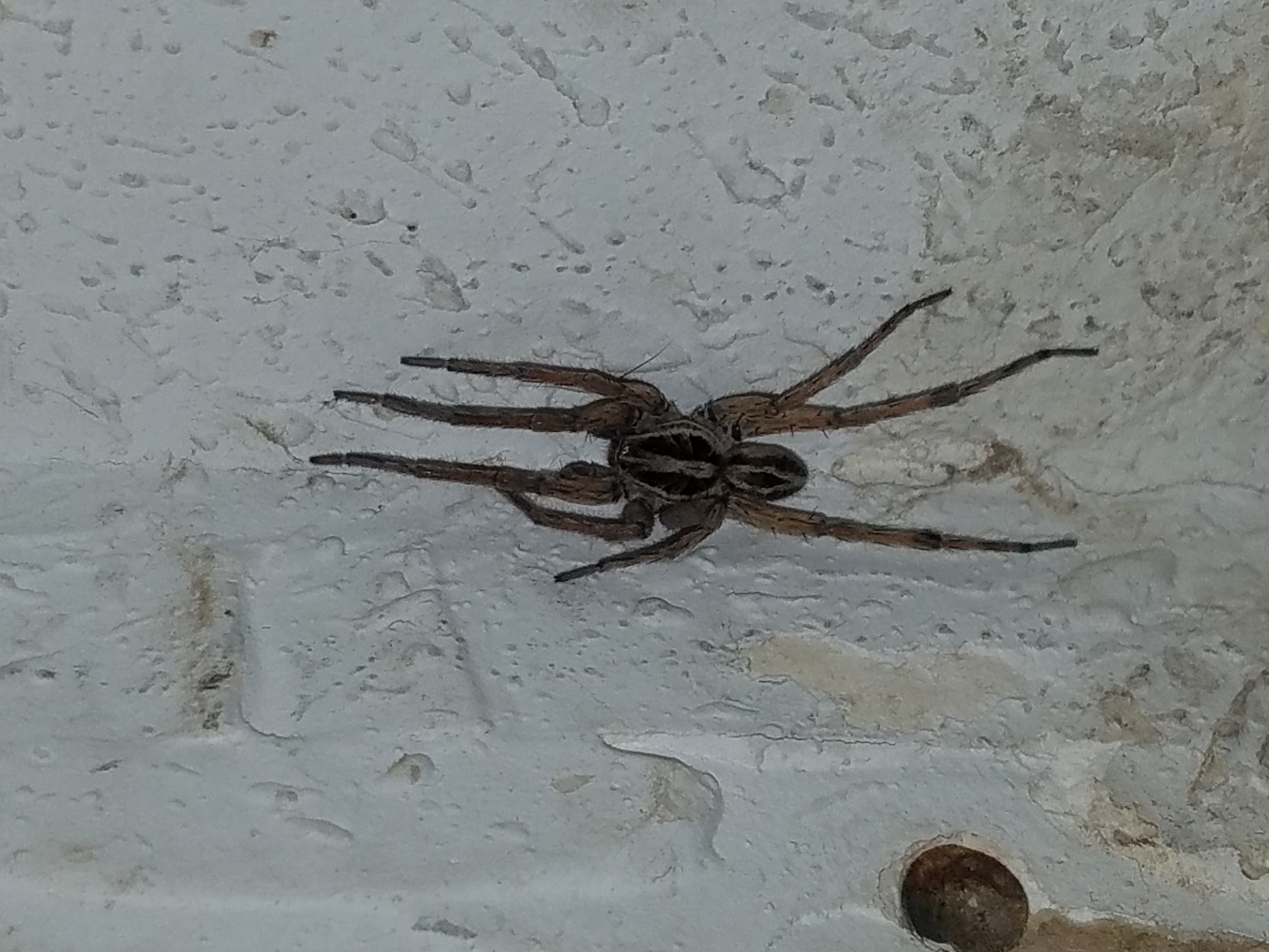 Unidentified spider in Meridian, Idaho United States