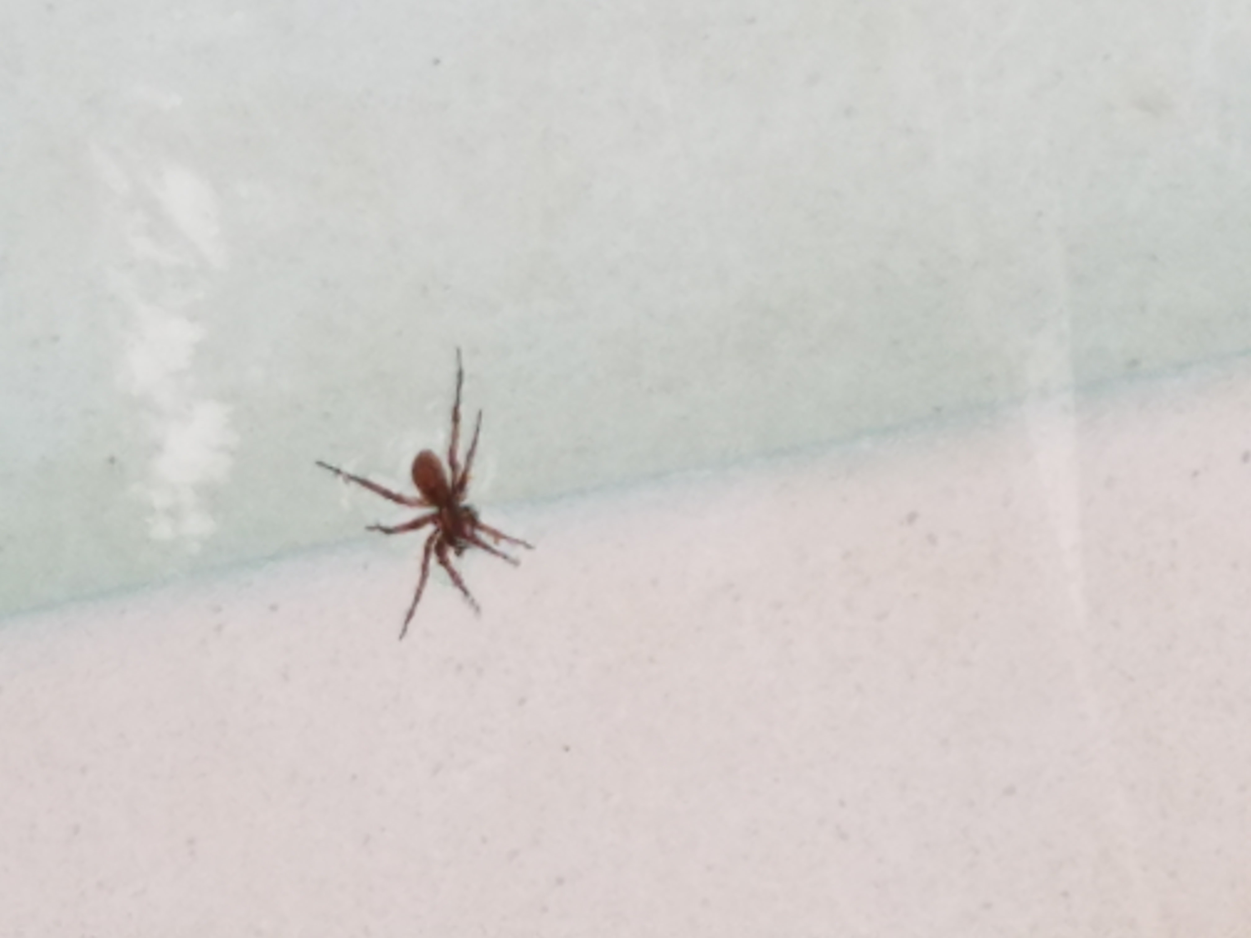 Unidentified spider in Hilton head , South Carolina United States