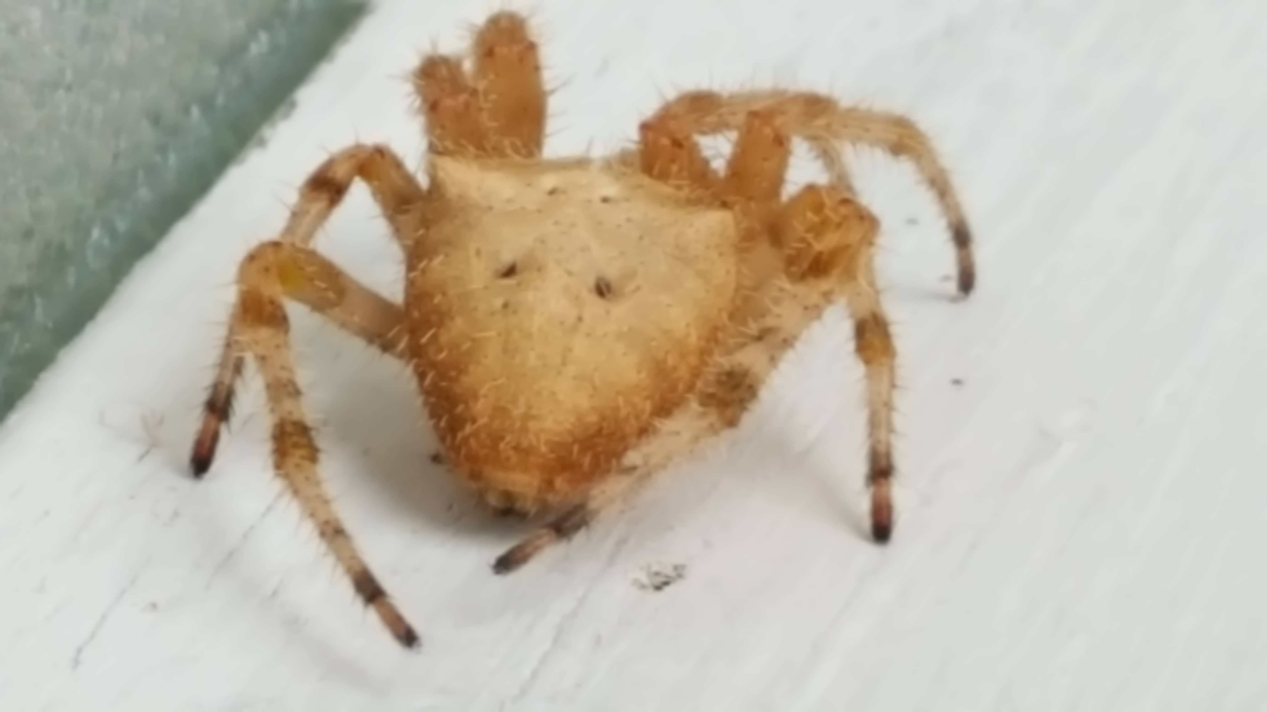 Unidentified spider in Estevan , Saskatchewan Canada