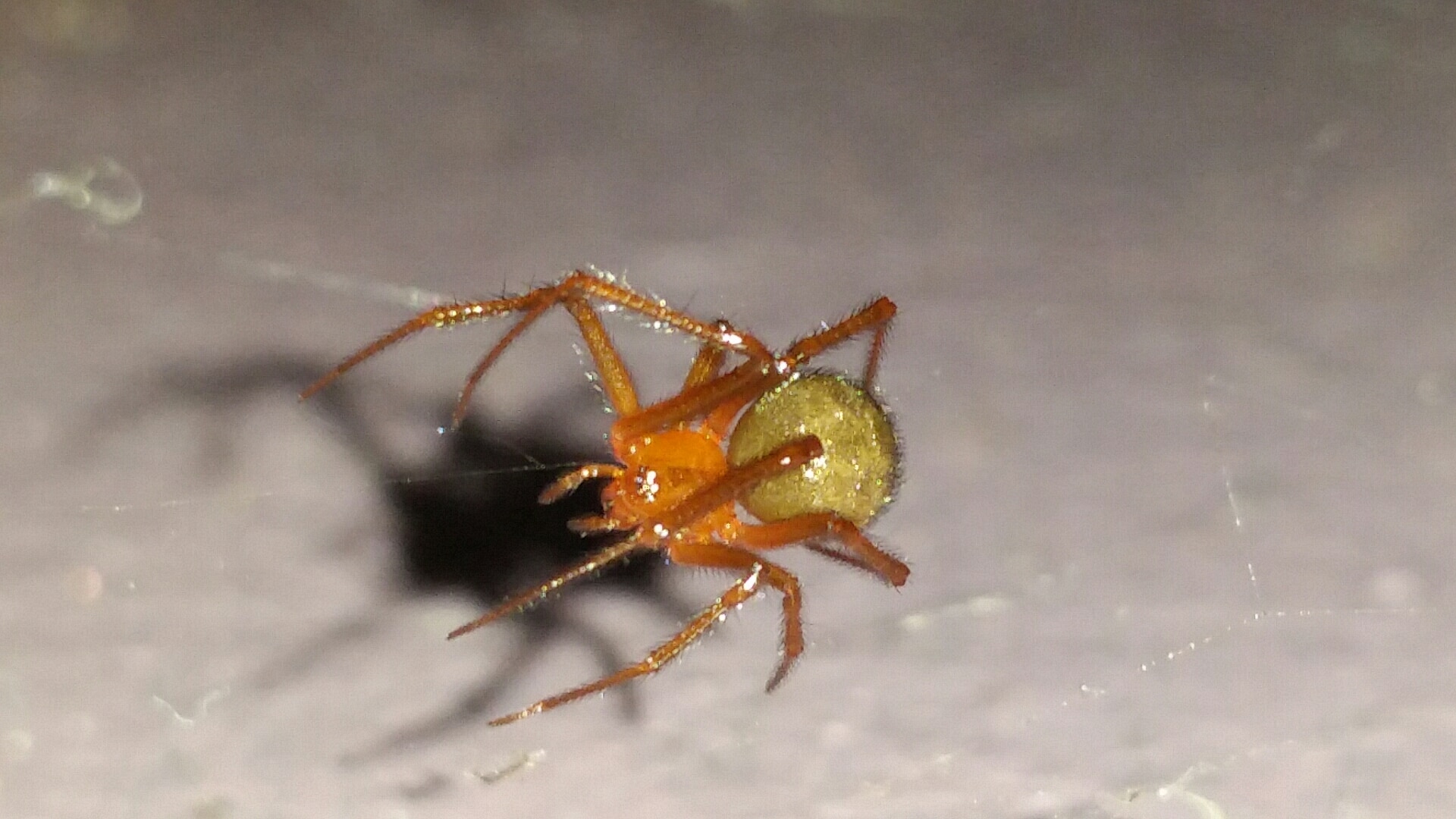 Spiders in Hawaii Species & Pictures