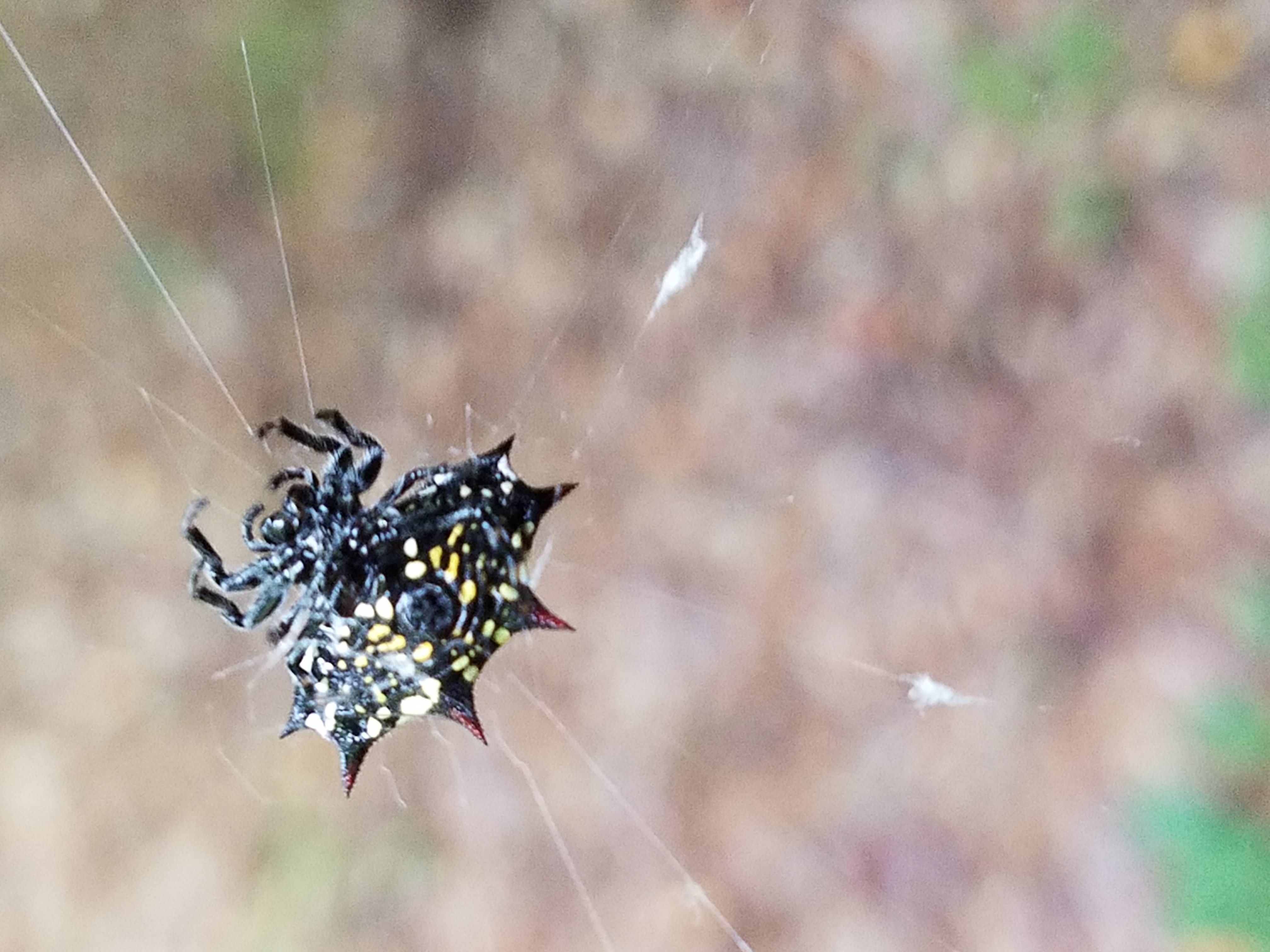 Spiders in Species & Pictures