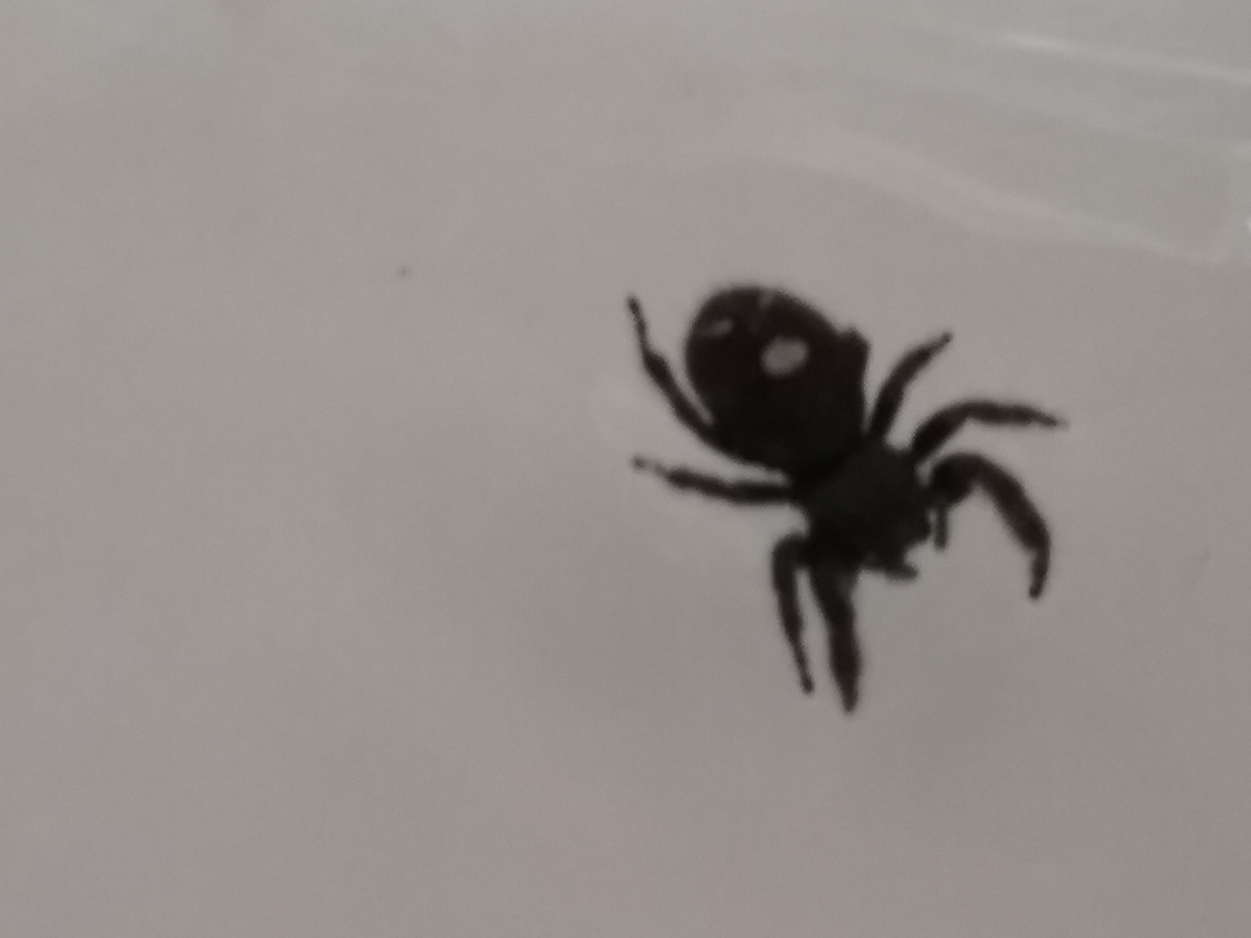 Unidentified spider in Salem, Oregon United States