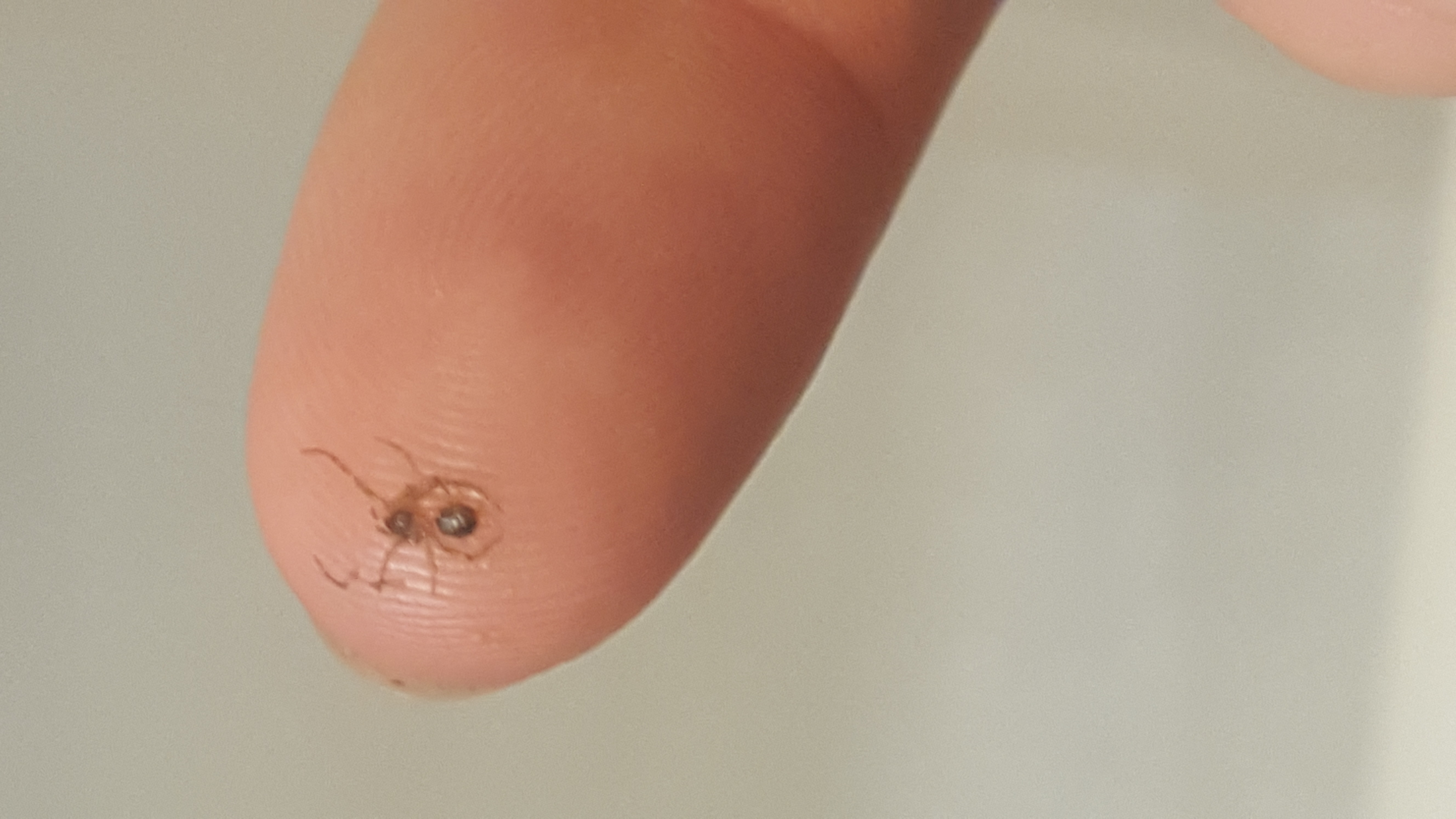 Spiders in Illinois Species & Pictures