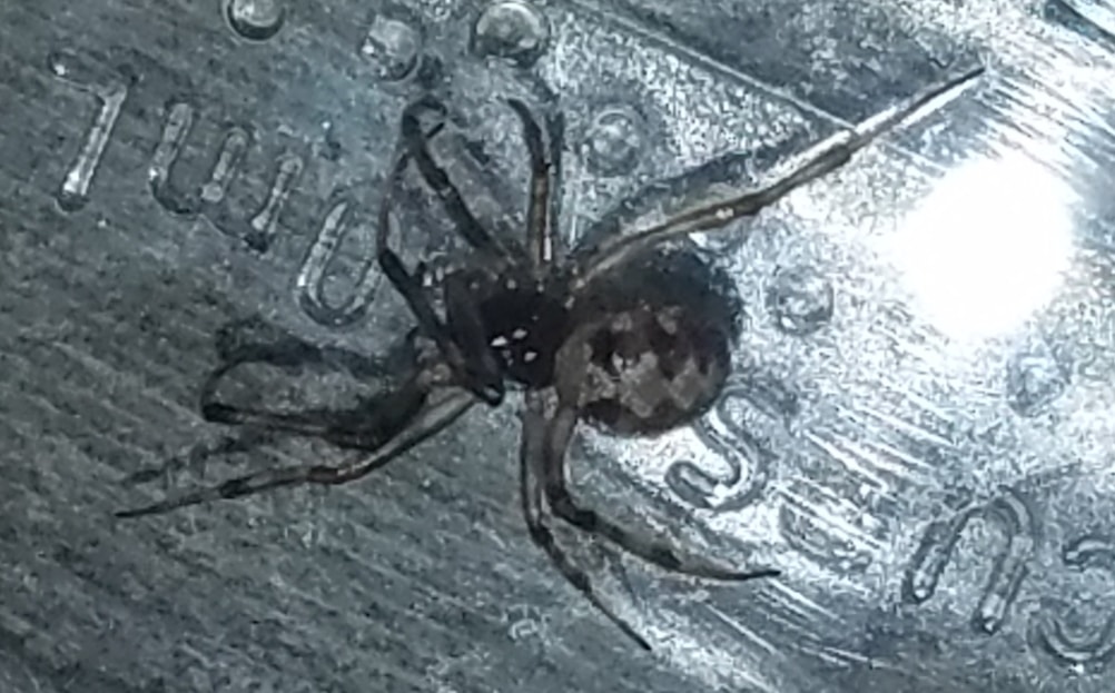 Unidentified spider in Rapid City , South Dakota United States