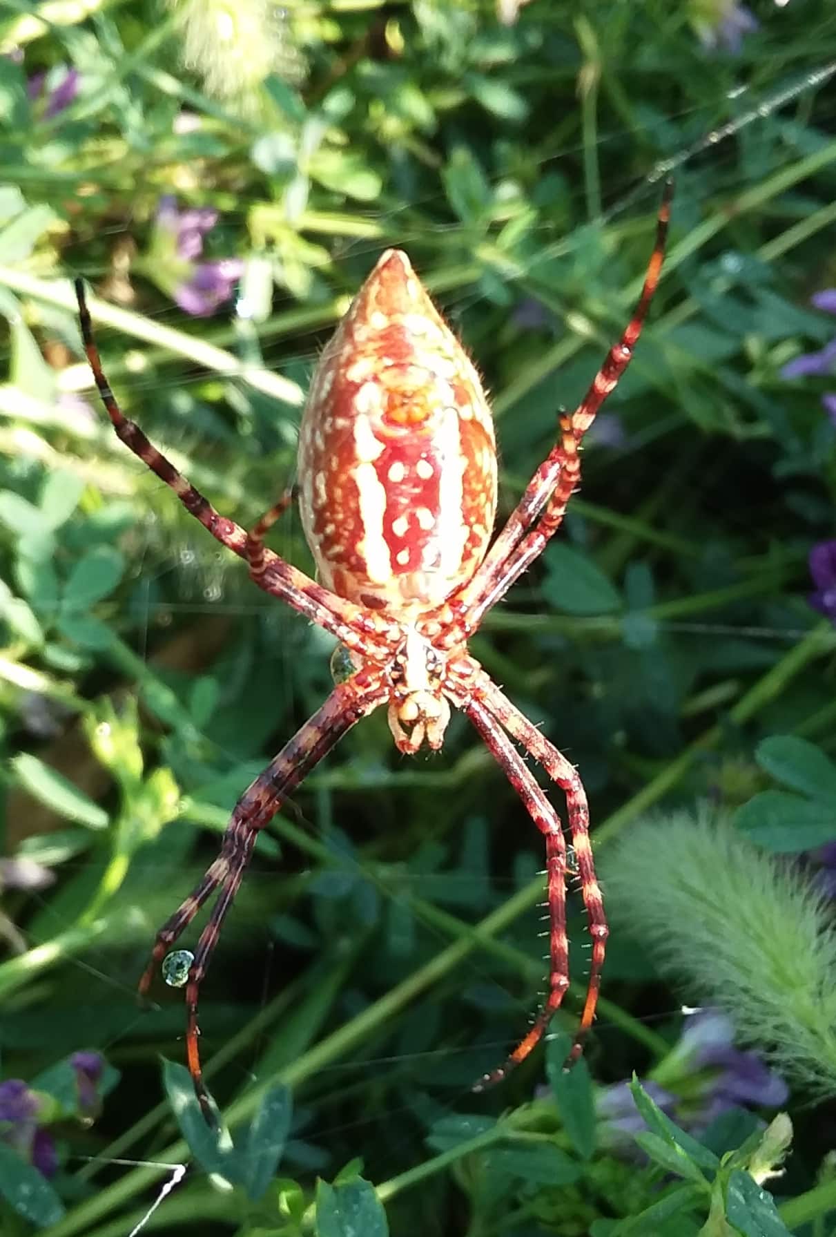 Unidentified spider in Emmett, Idaho United States