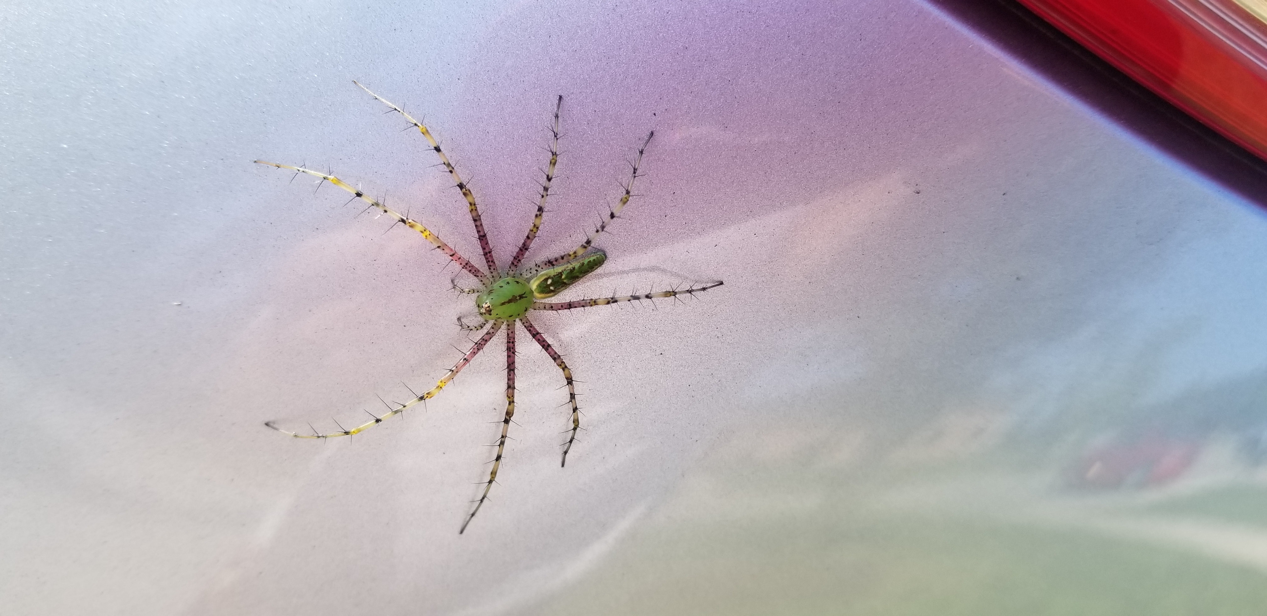 Peucetia viridans (Green Lynx Spider) in Grovetown , United States